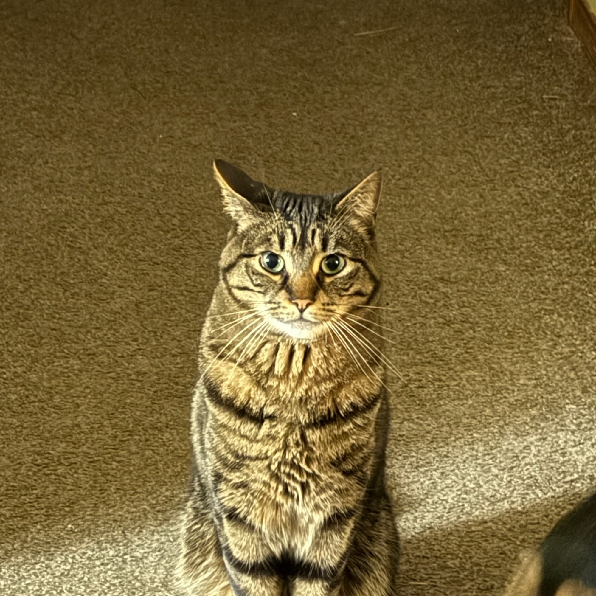 Mt. Hood Pet Medical Gresham