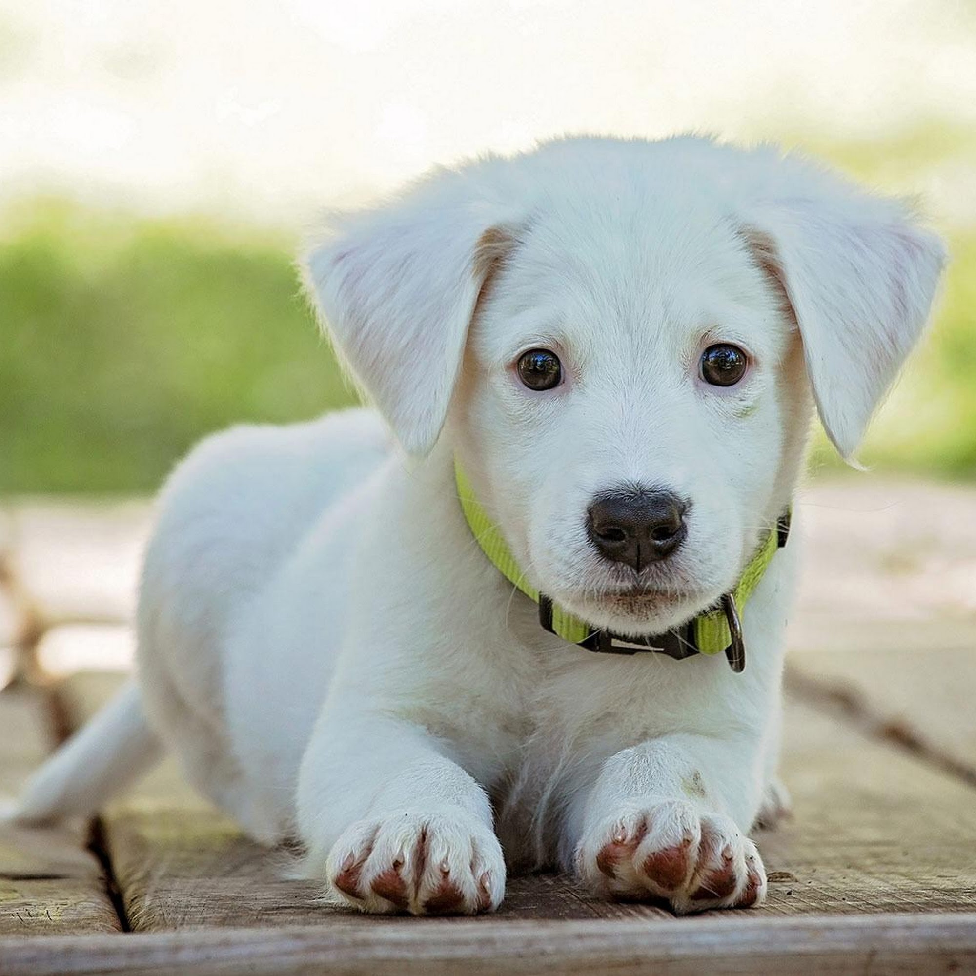 Dogwood Pet Hospital Gresham