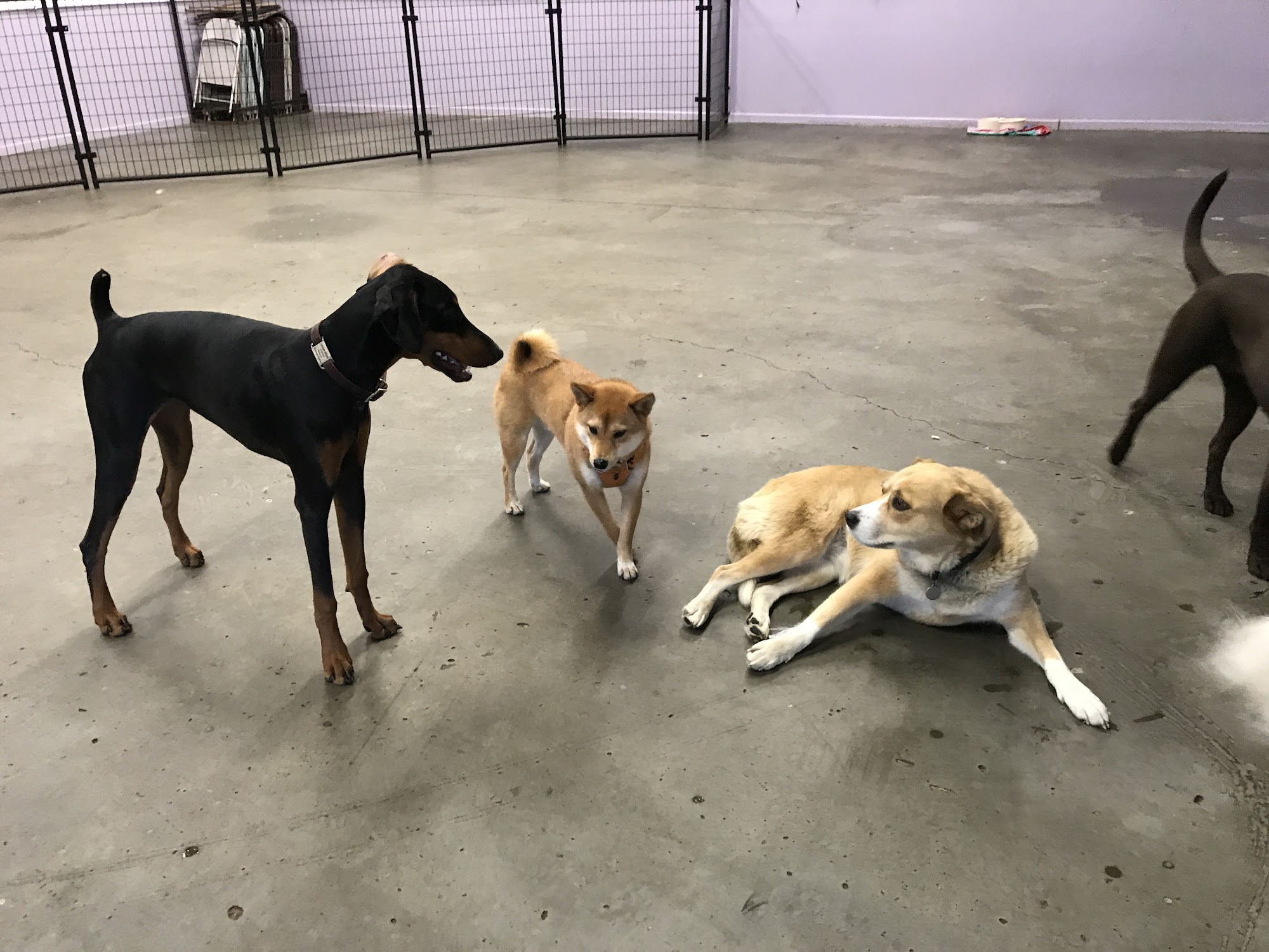 Valley View Canine Gresham