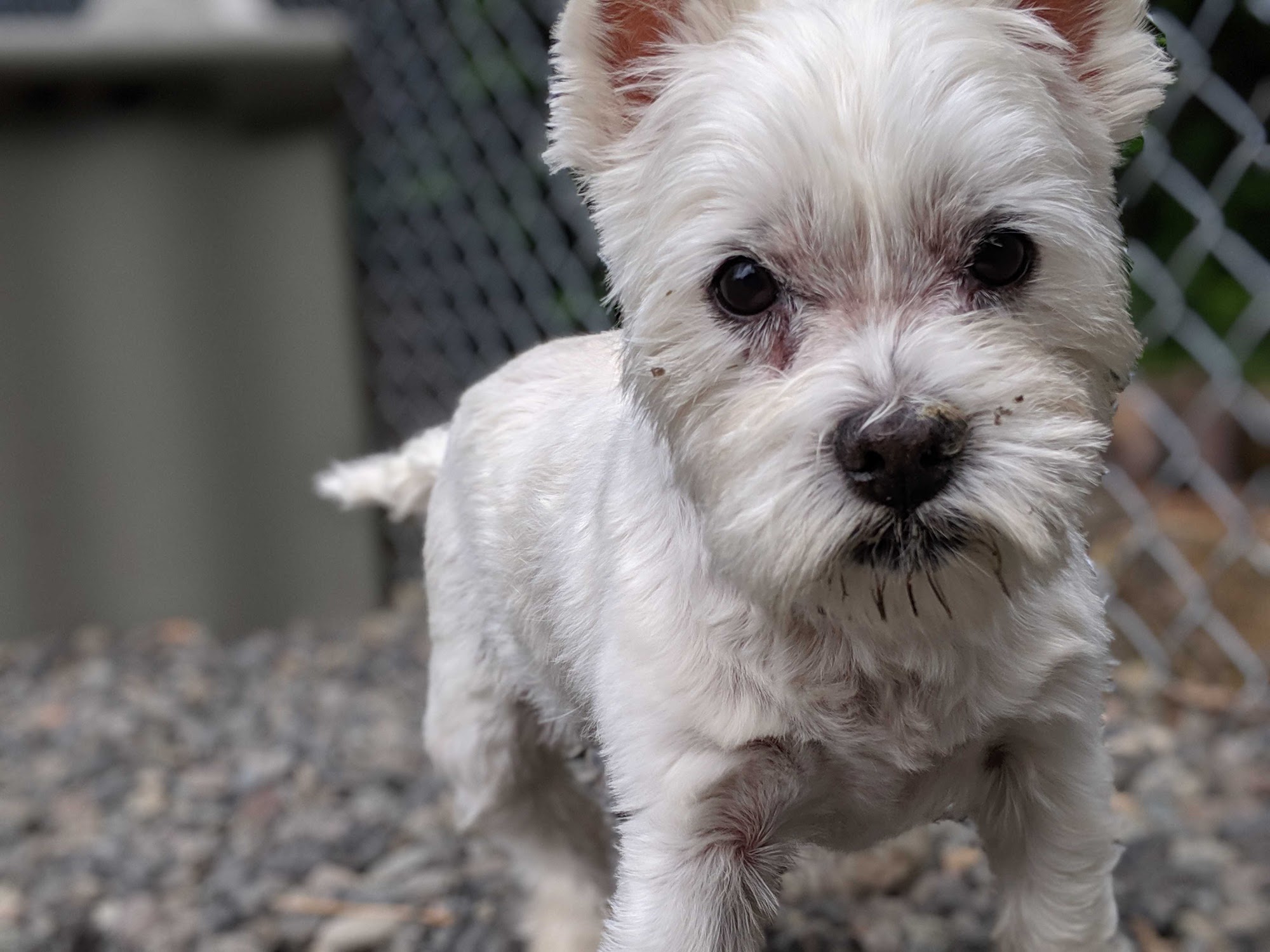 Countryside Pet Spa Gresham