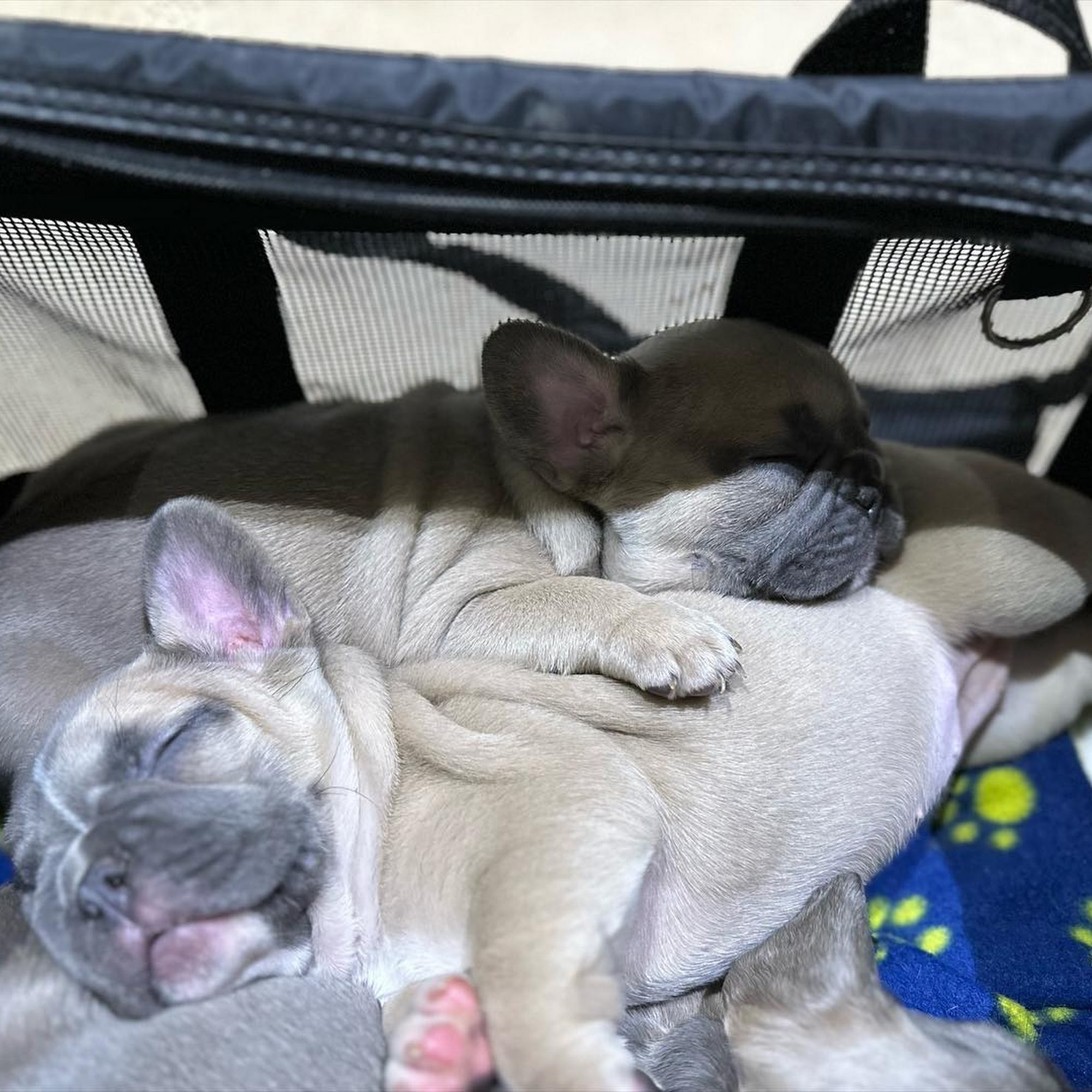 Happy Valley Veterinary Hospital Happy Valley