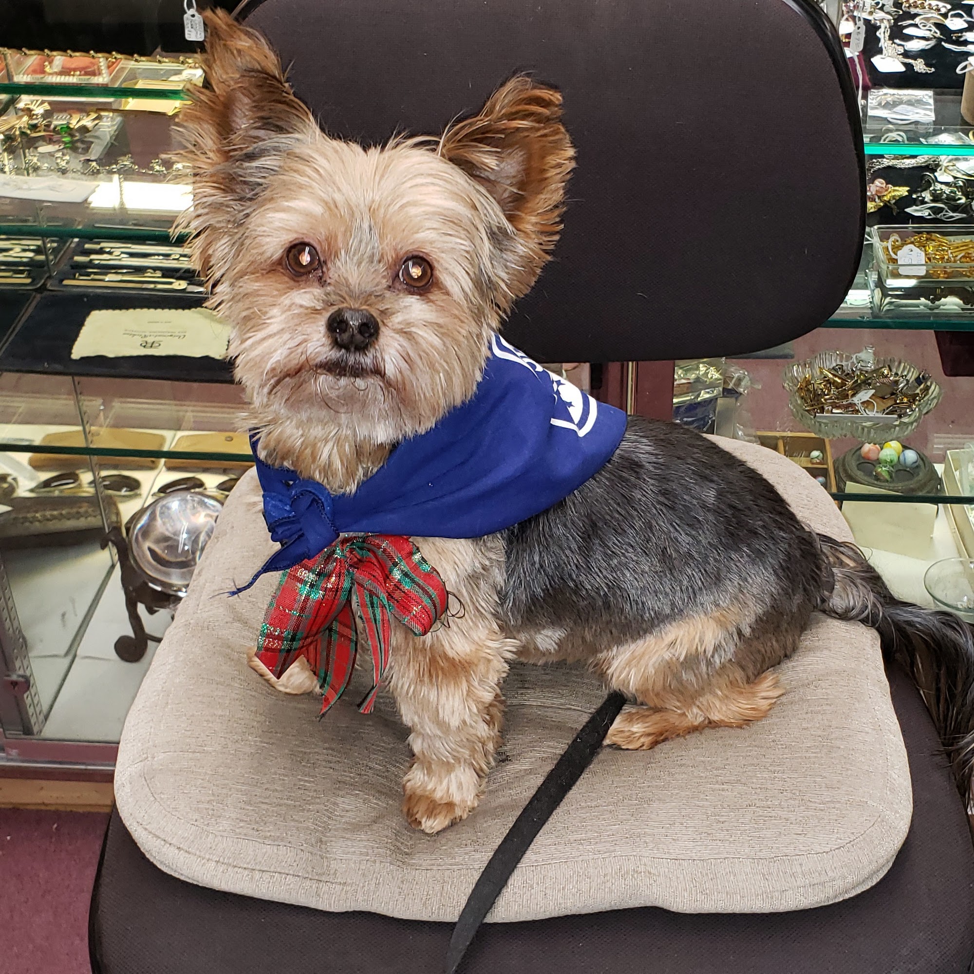 Cornell Road Veterinary Clinic Hillsboro