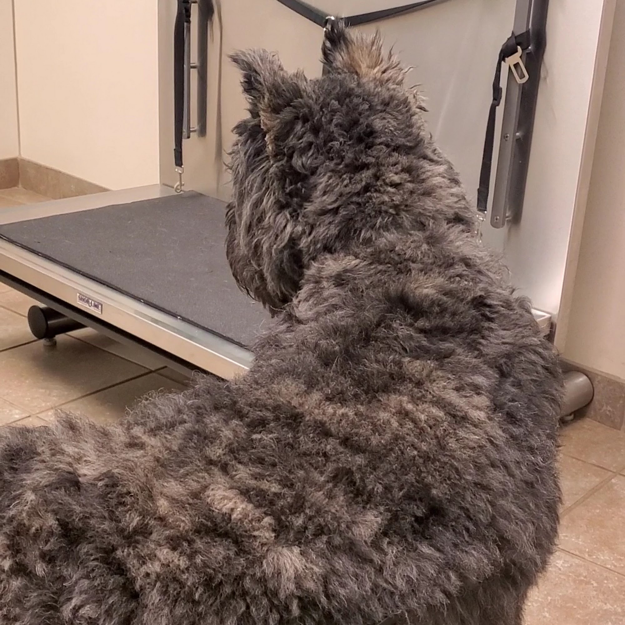 Frontier Veterinary Hospital Hillsboro