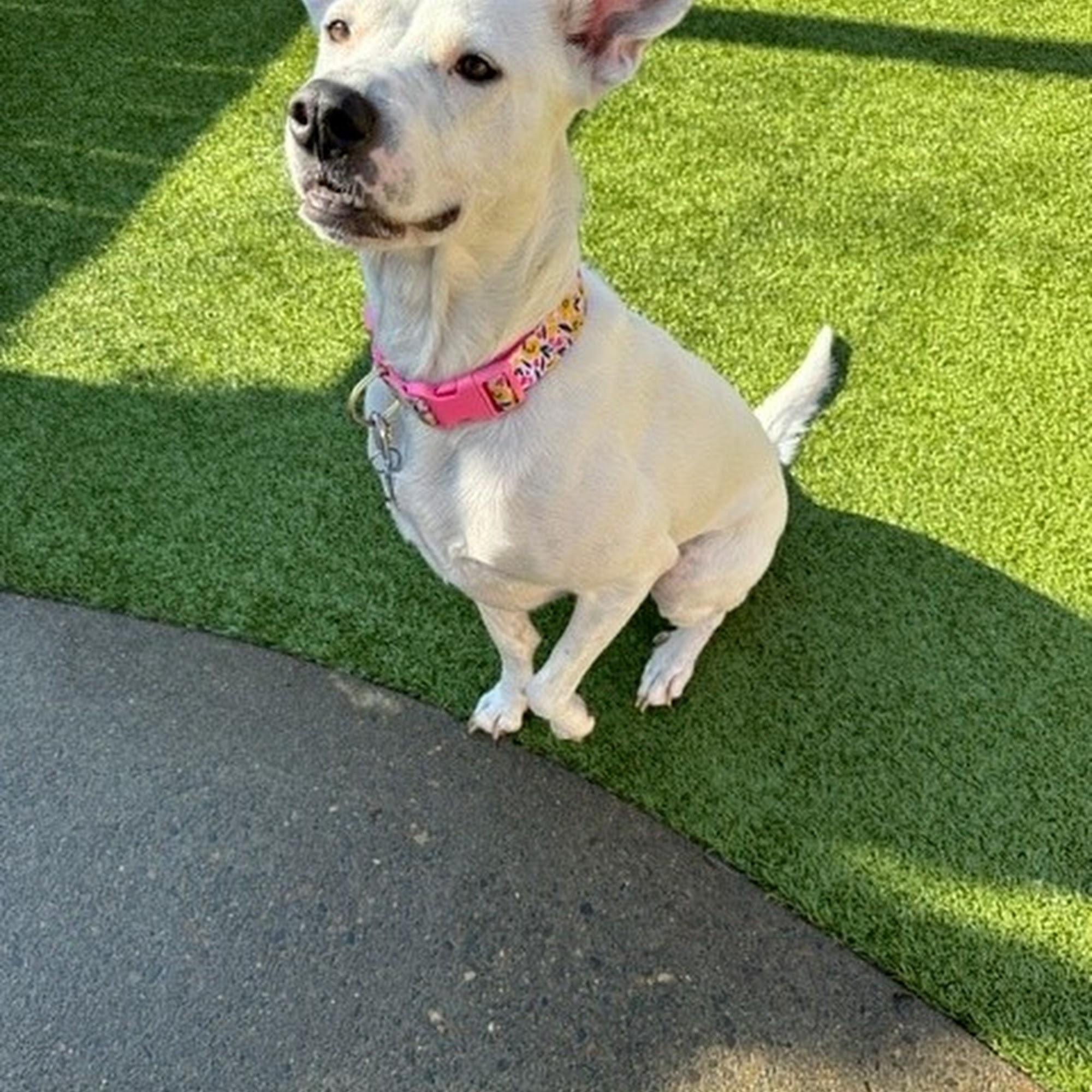 Rock Creek Kennels Hillsboro