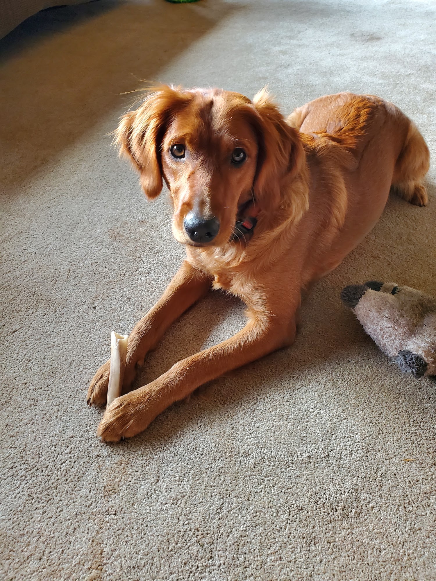 Laurel Acres Kennels Hillsboro