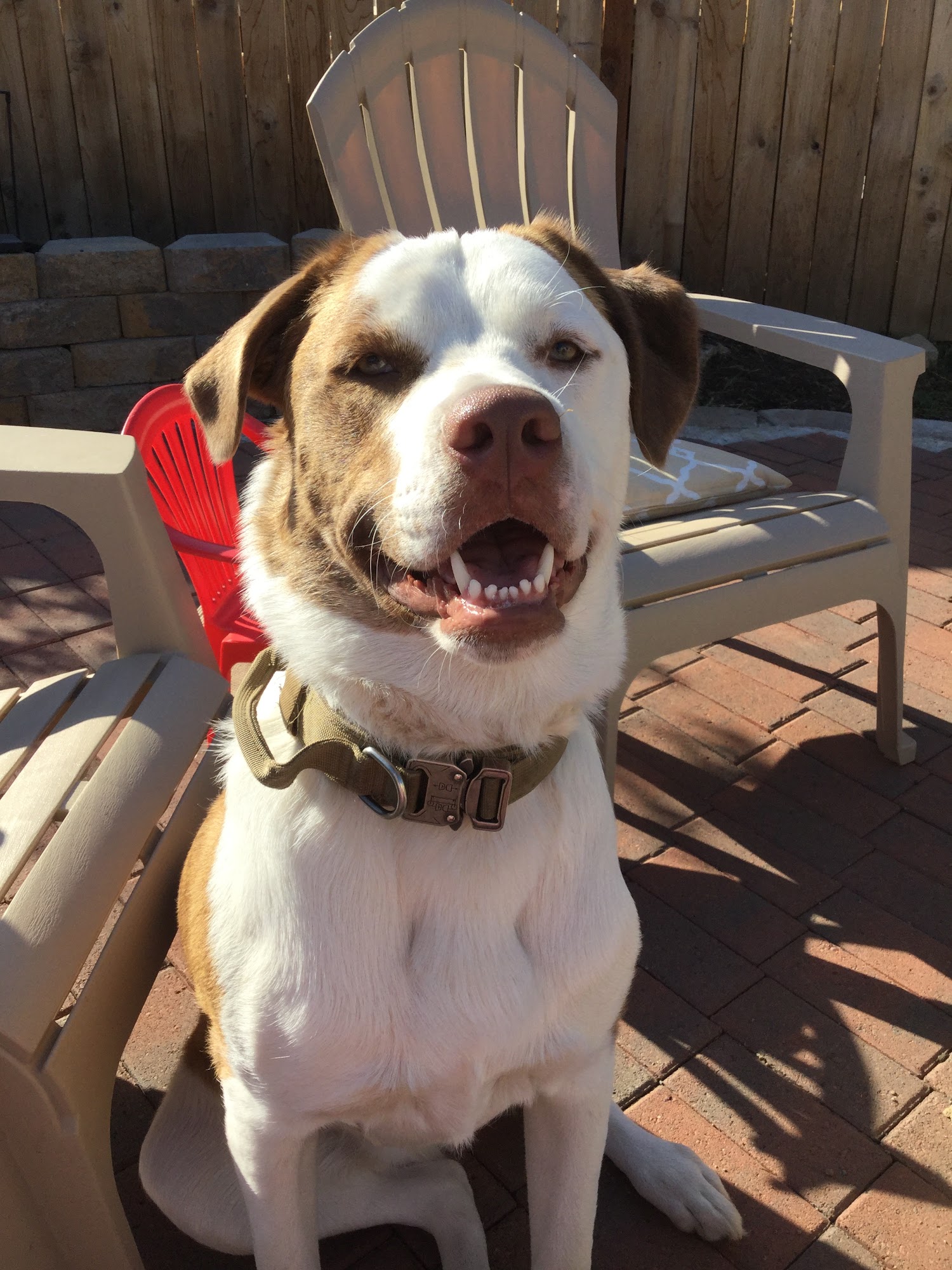 Oregon Friends of Shelter Animals Hillsboro