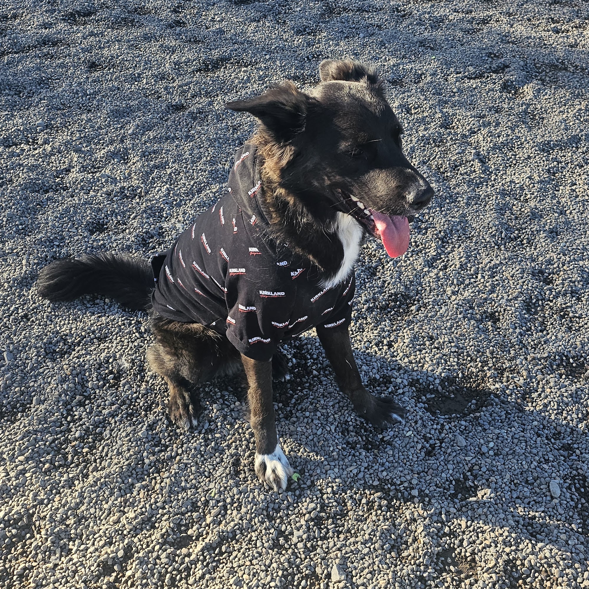 Hondo Dog Park Hillsboro