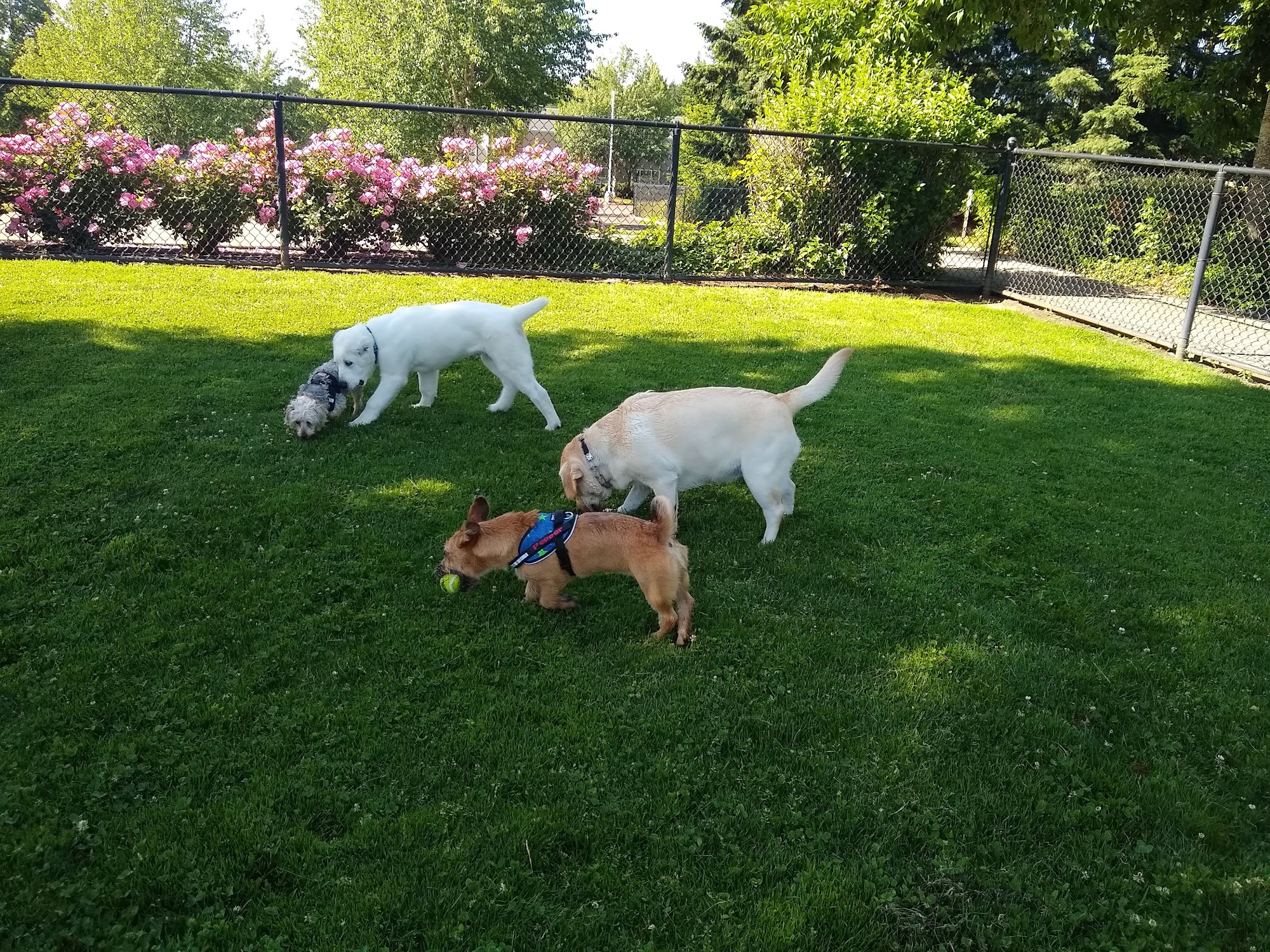 Hondo Dog Park Hillsboro