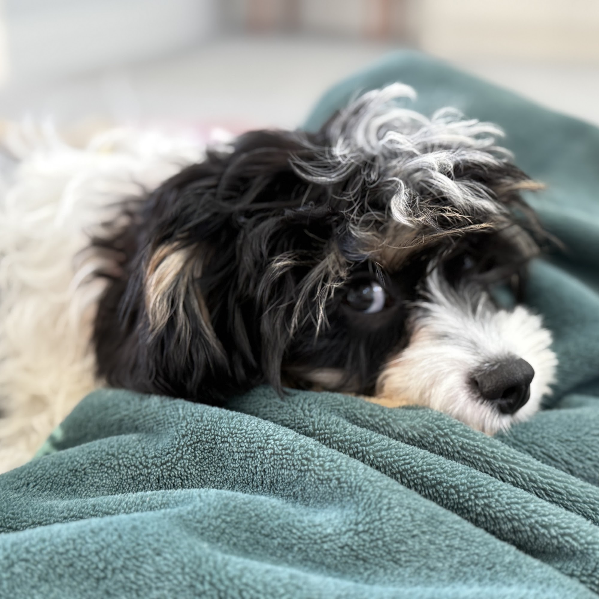 Tucker Road Animal Hospital Hood River