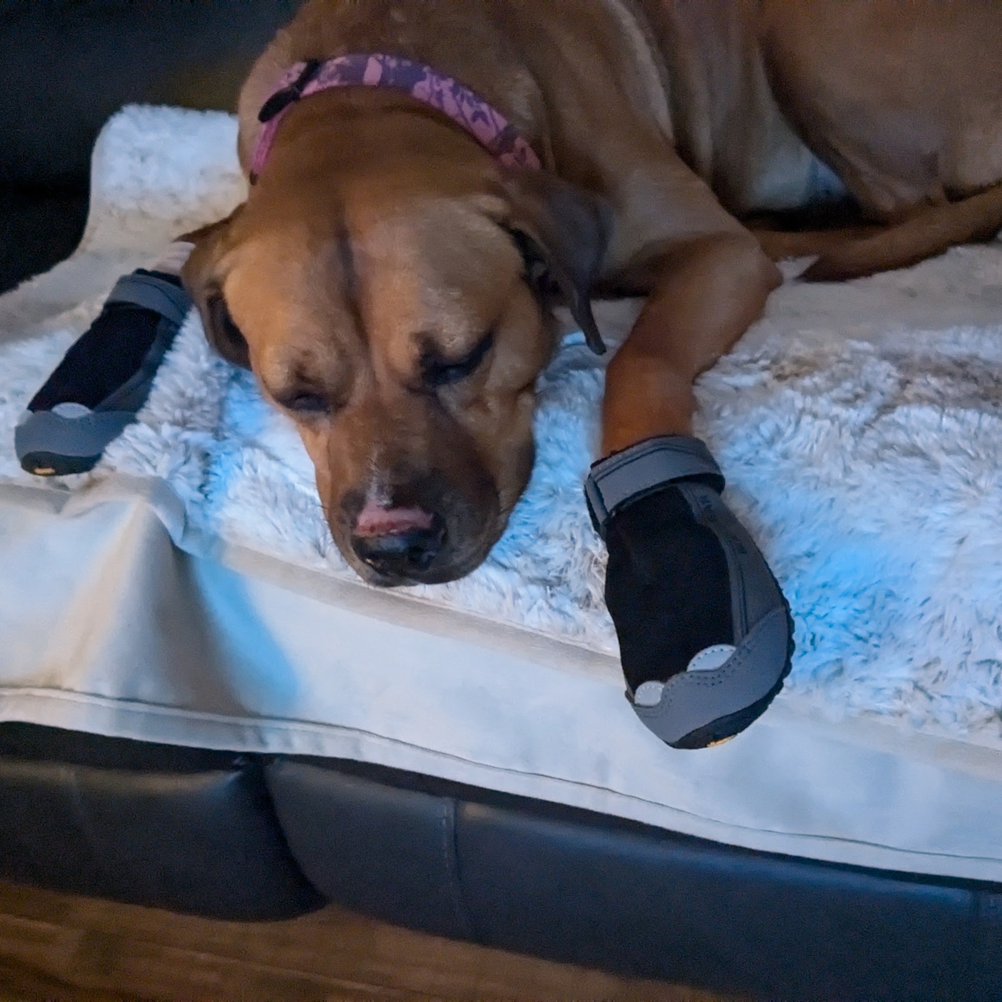 Columbia Gorge Veterinary Clinic Hood River