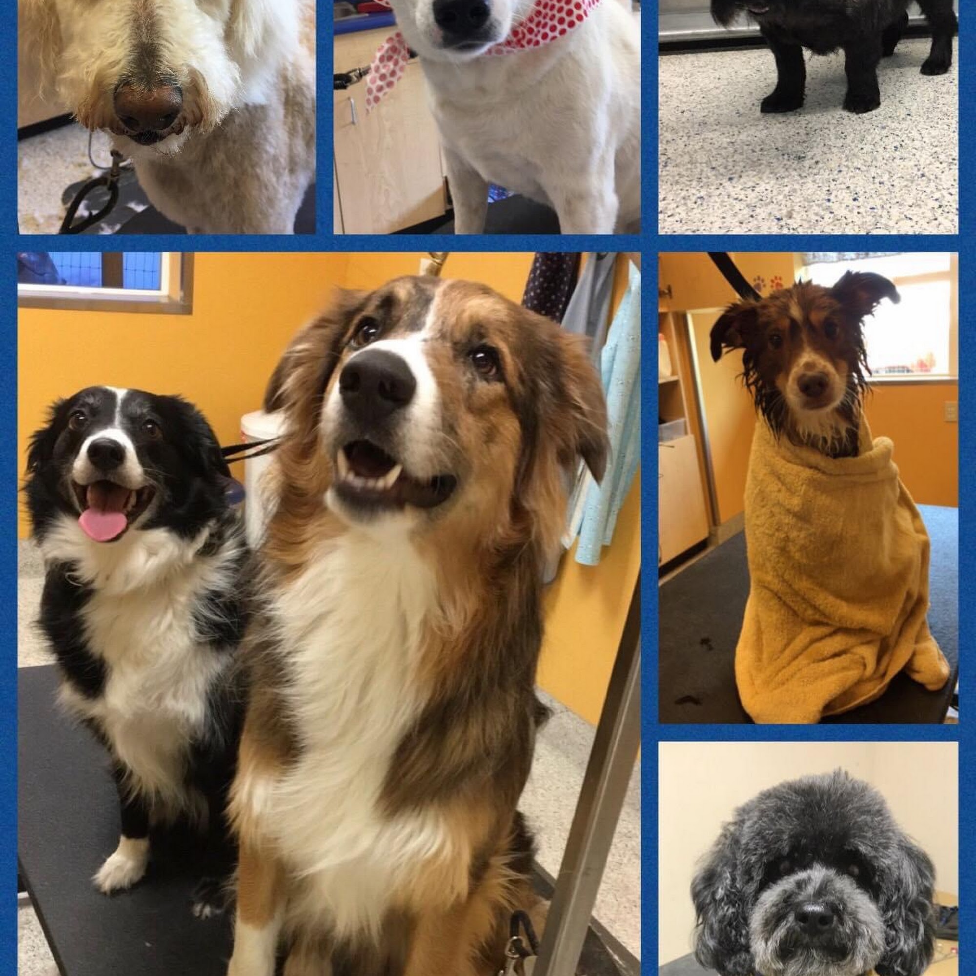 Nails to Tails Grooming Hood River