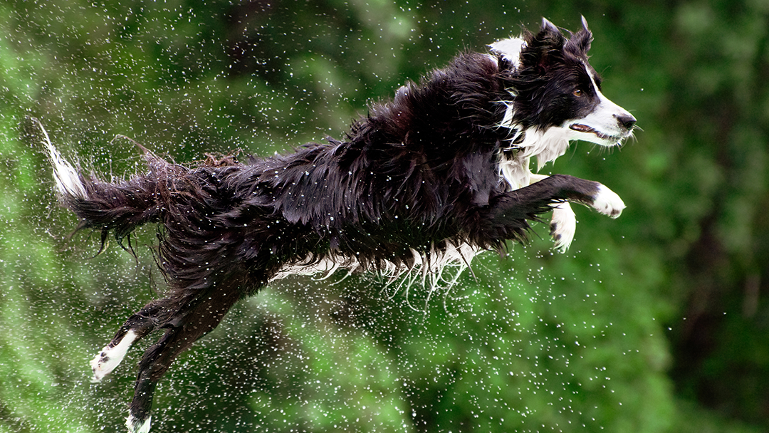 Jacksonville Veterinary Hospital Jacksonville