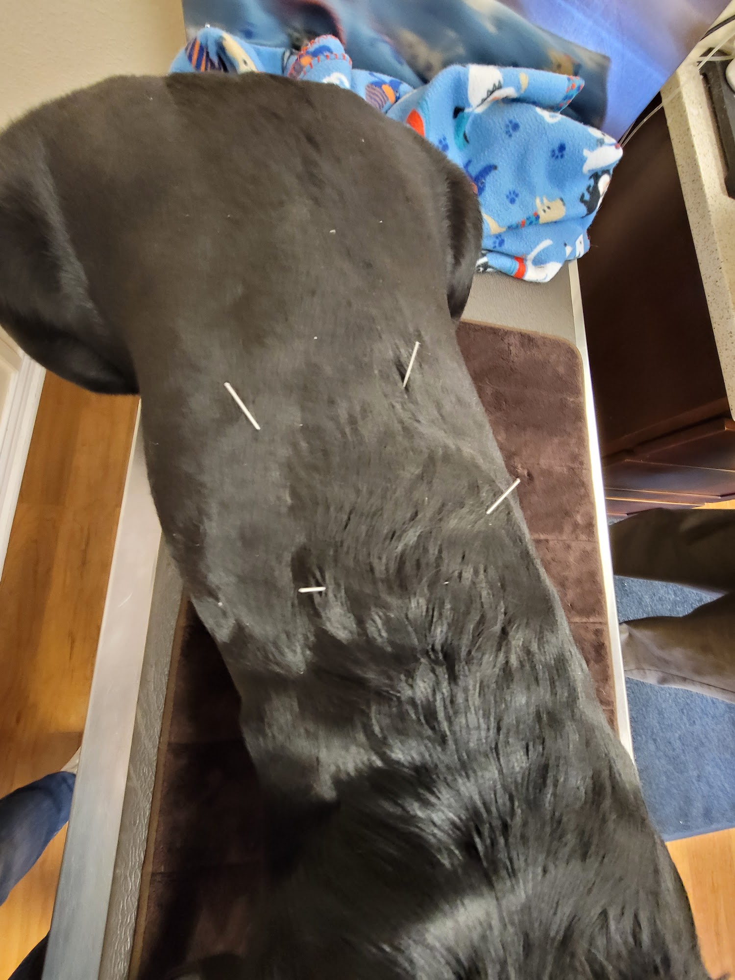 Animalkind Holistic Vet Clinic Jacksonville