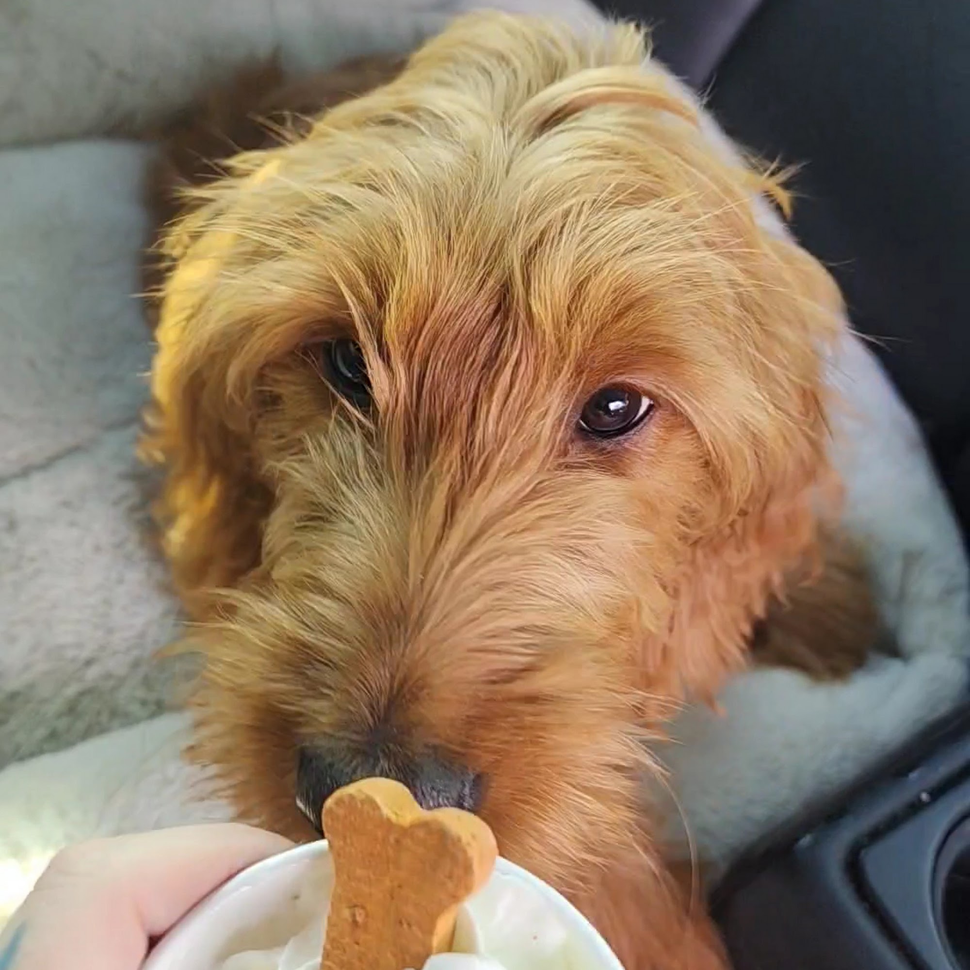 Dutch Bros Coffee Junction City