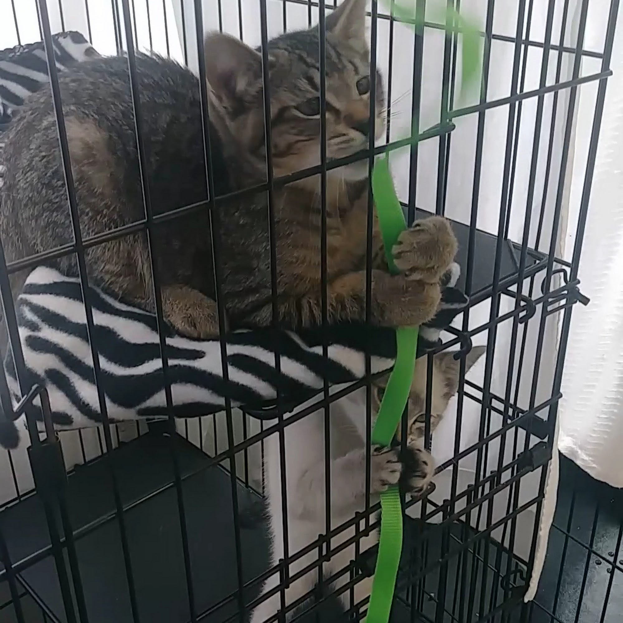 Friends of Felines Keizer