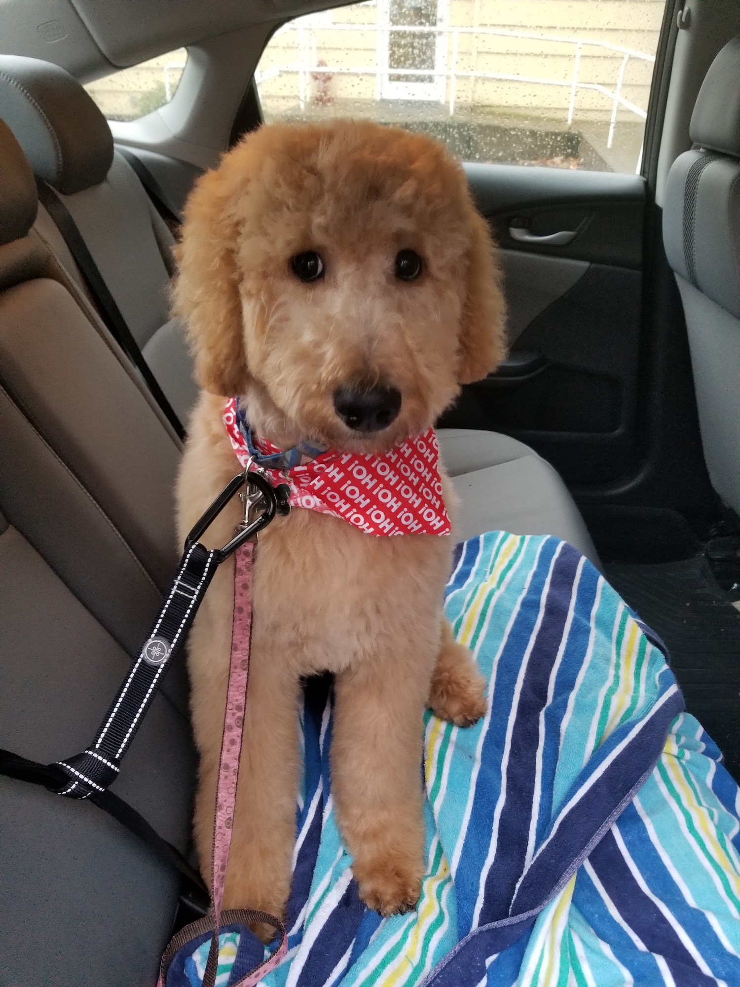 D & J Dog Grooming Keizer