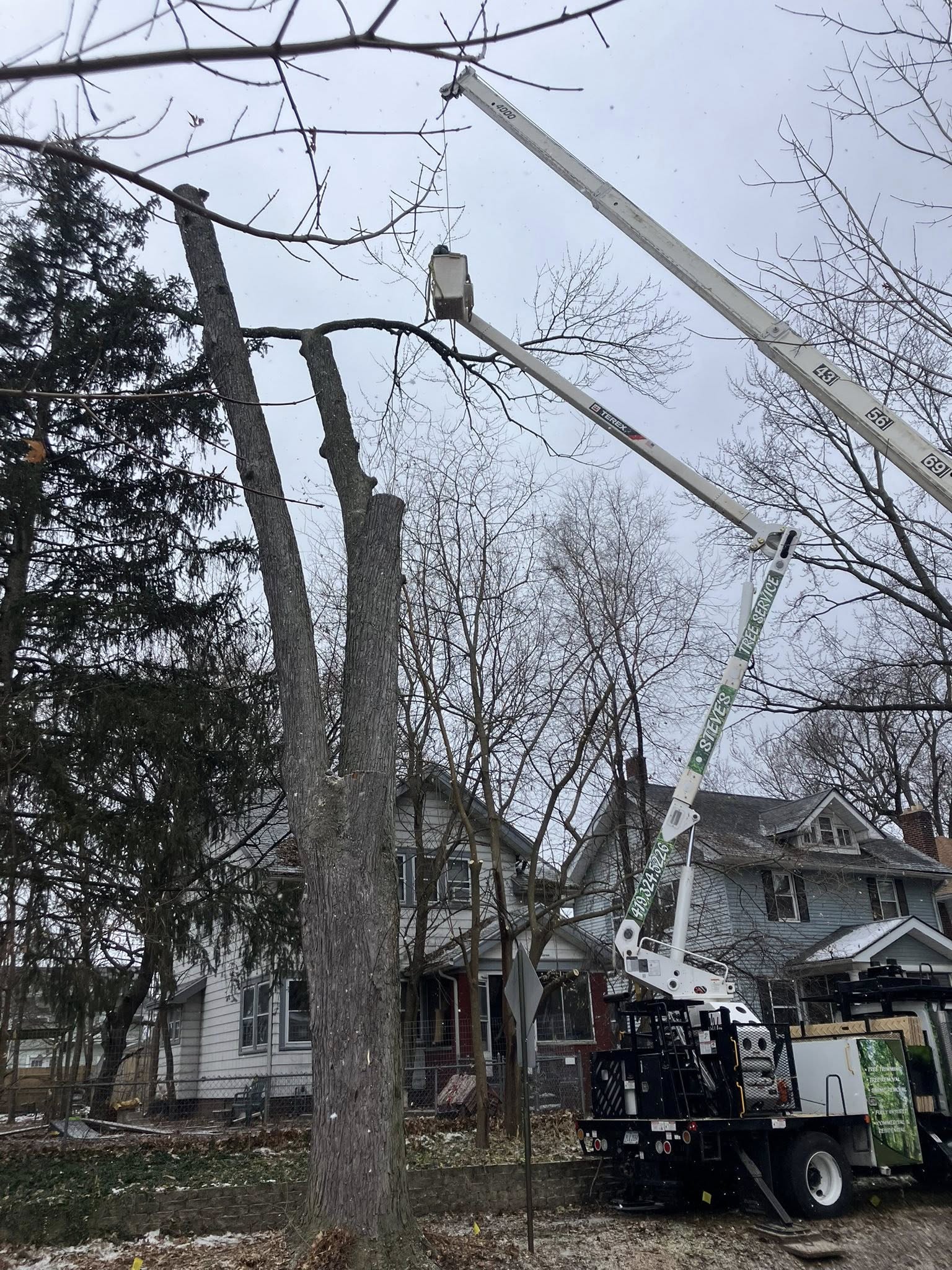 Steve's Tree Service1