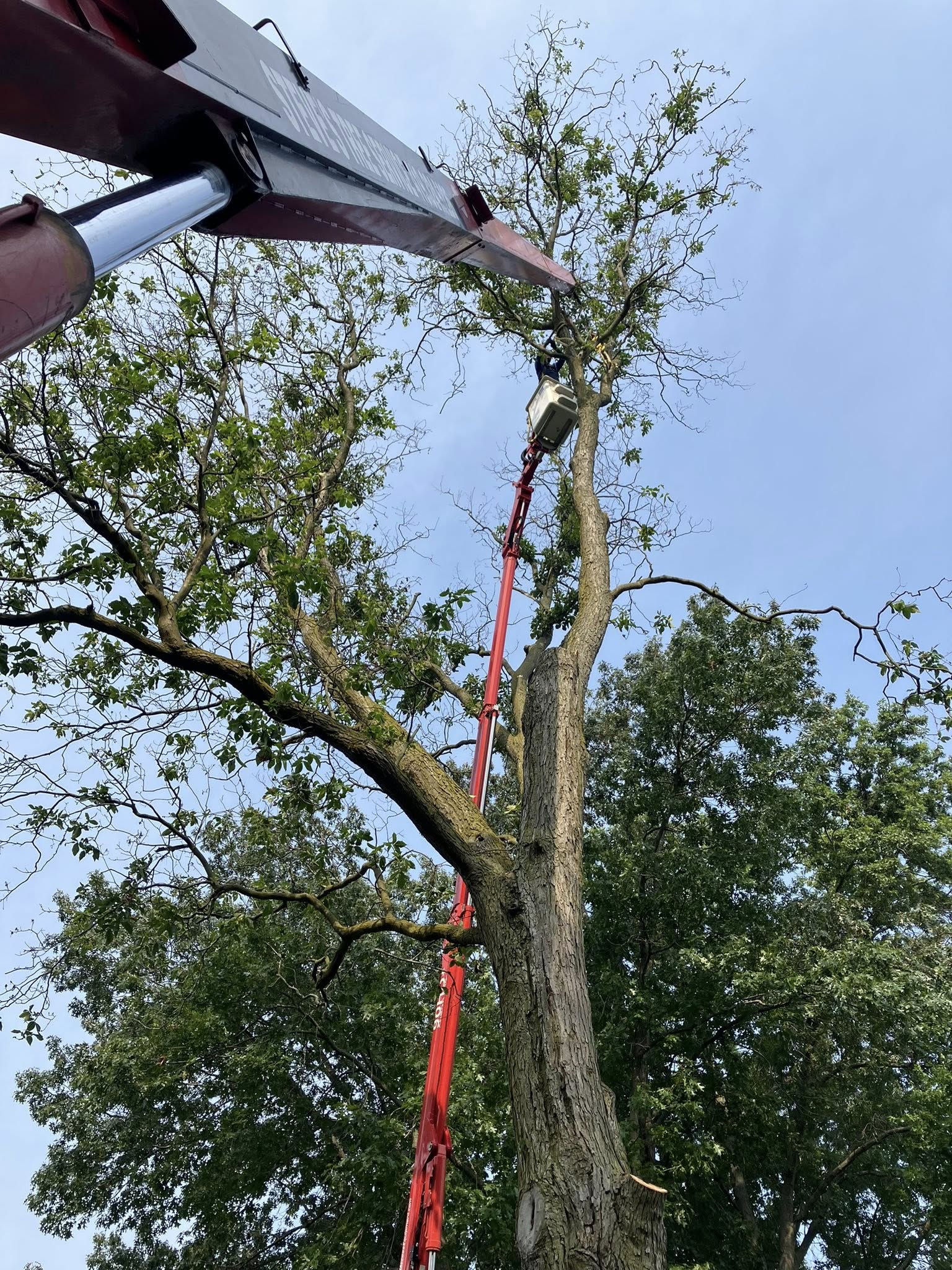 Steve's Tree Service1