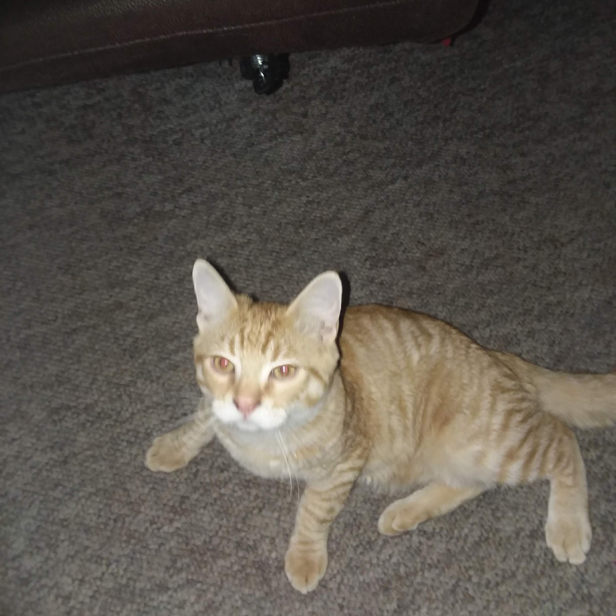 South 6th Veterinary Clinic Klamath Falls