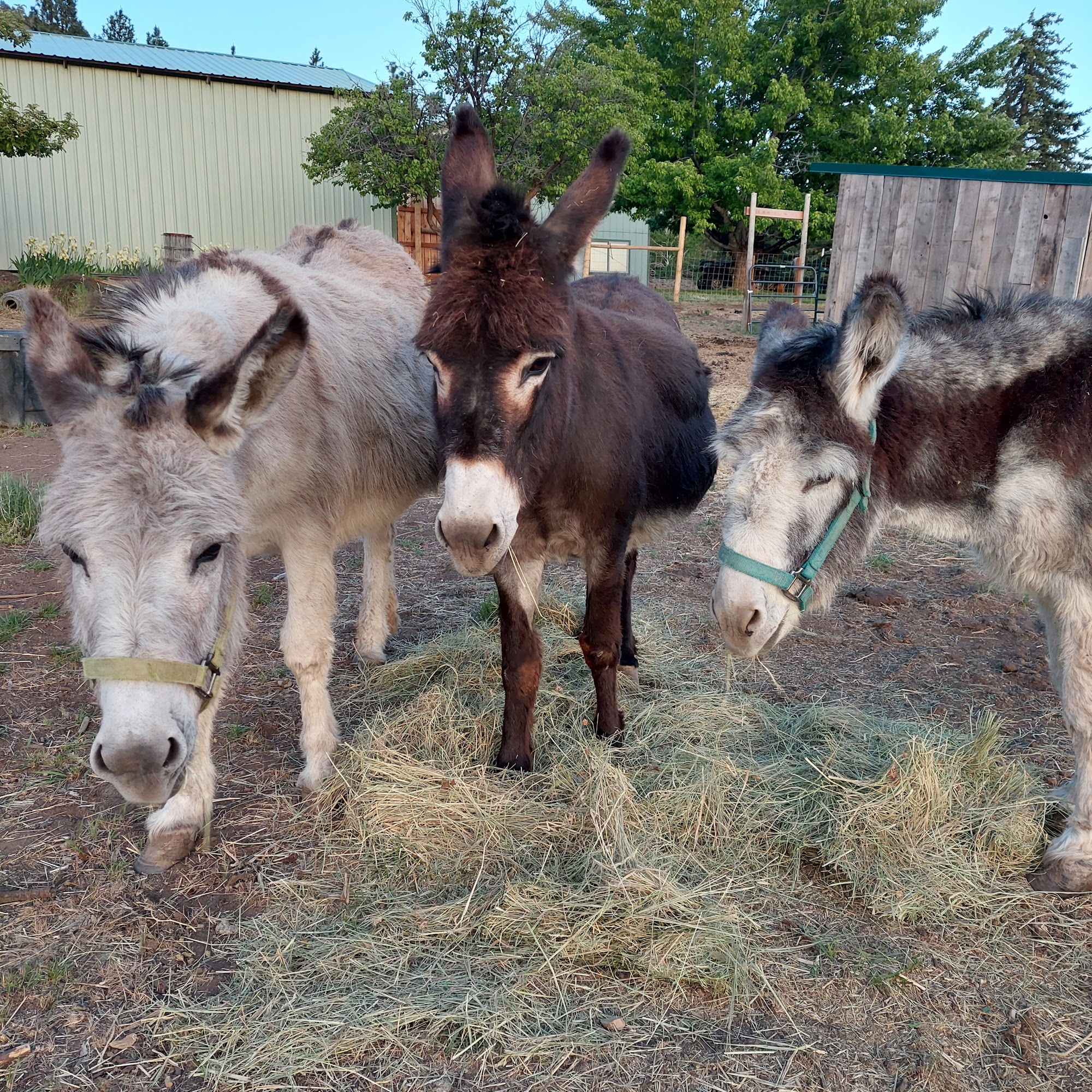 Shasta View Animal Clinic Klamath Falls