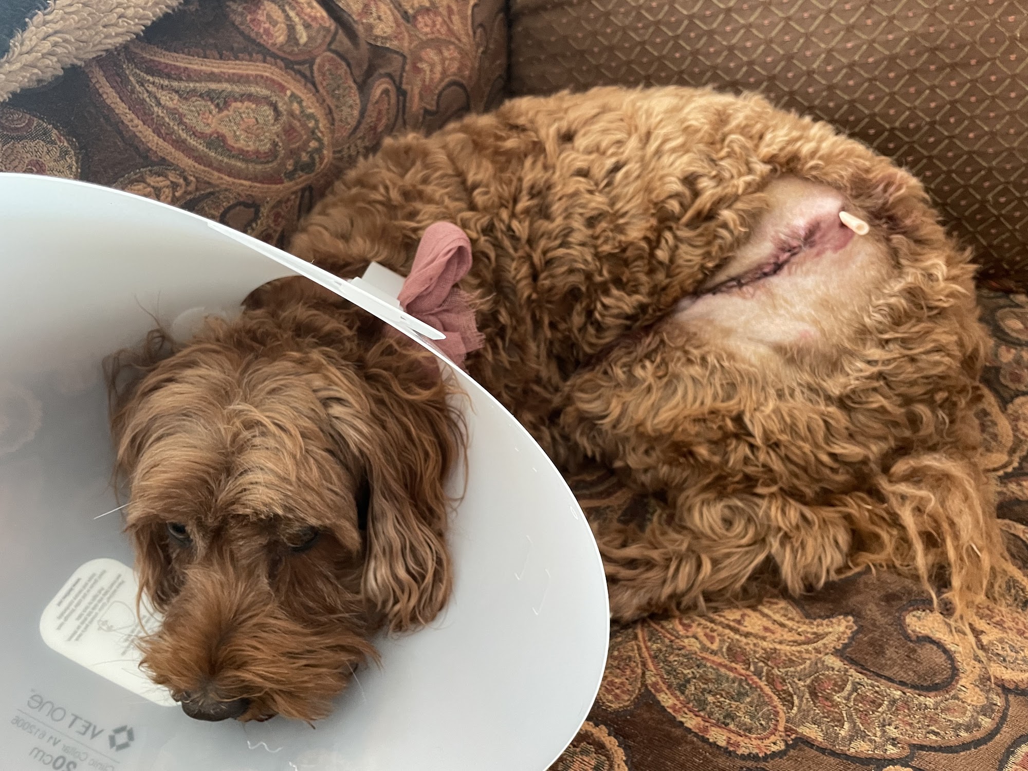 West Ridge Animal Hospital Klamath Falls