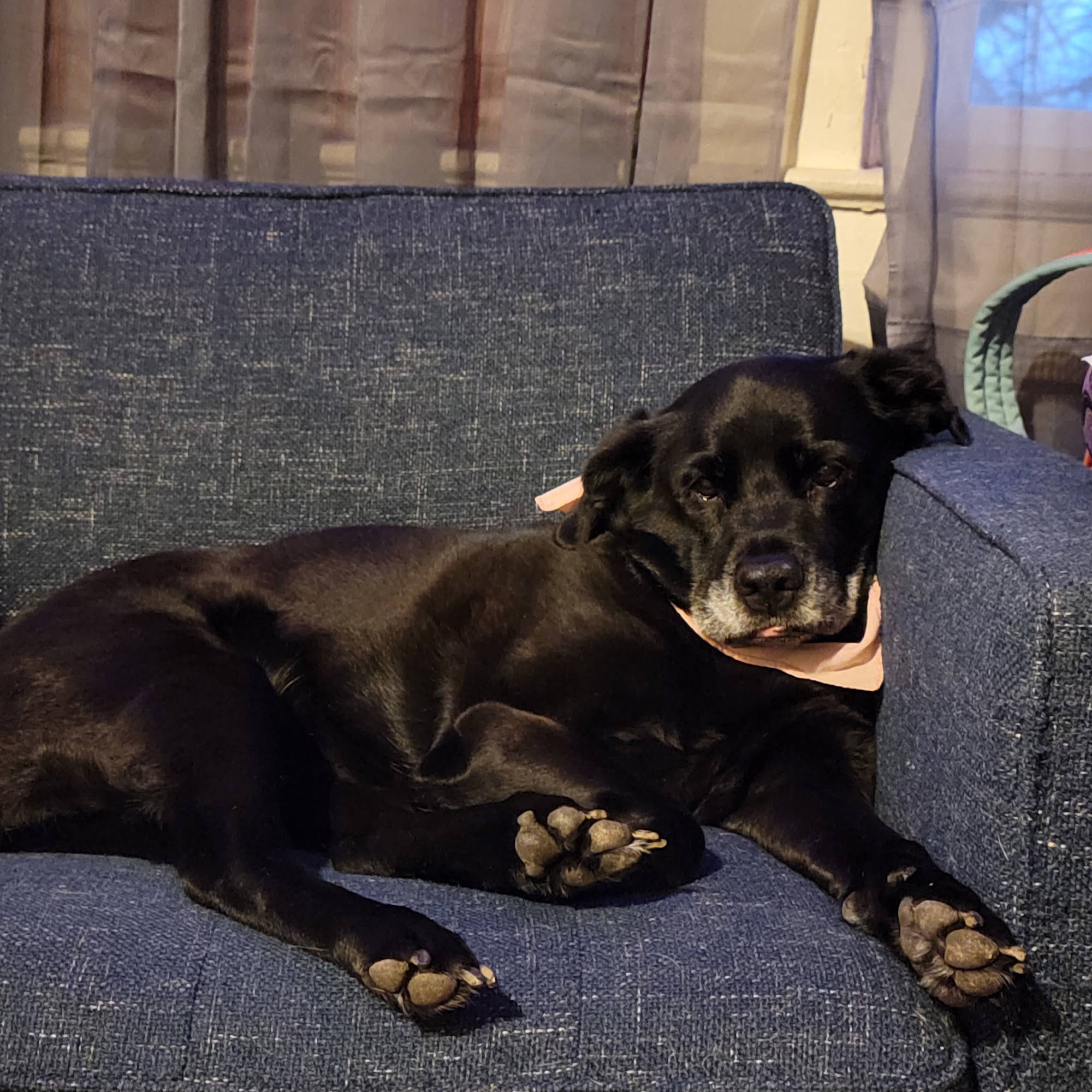 Companion Pet Clinic Klamath Falls