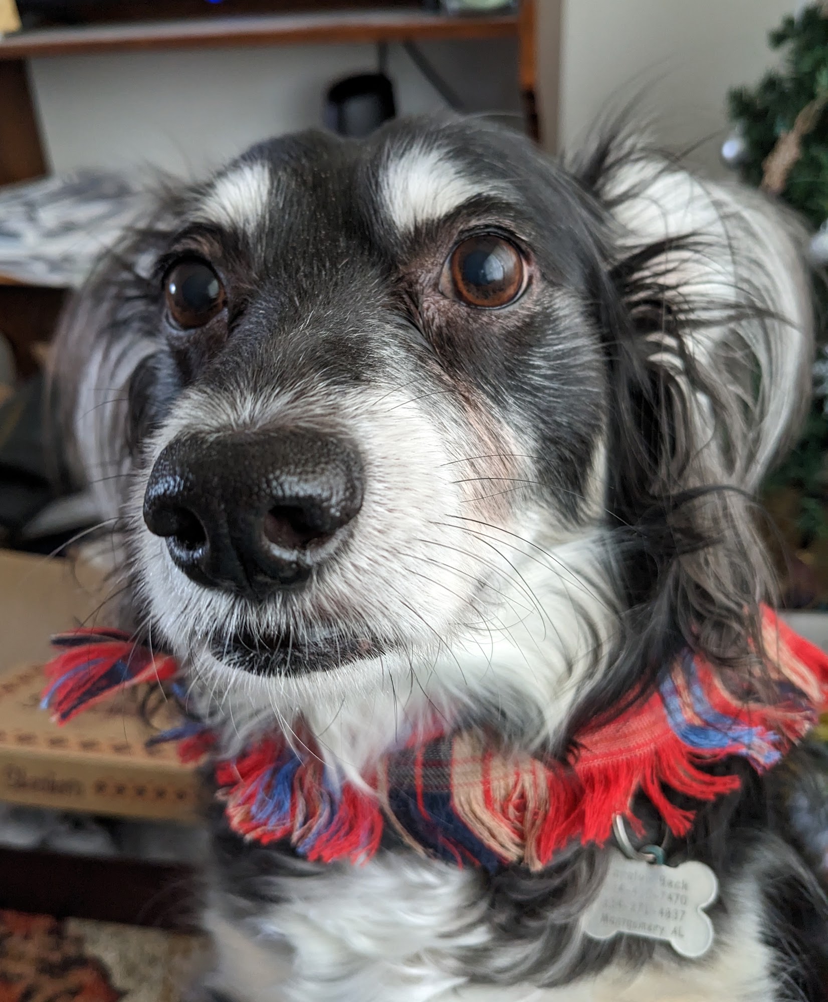 Grooming Tails Klamath Falls