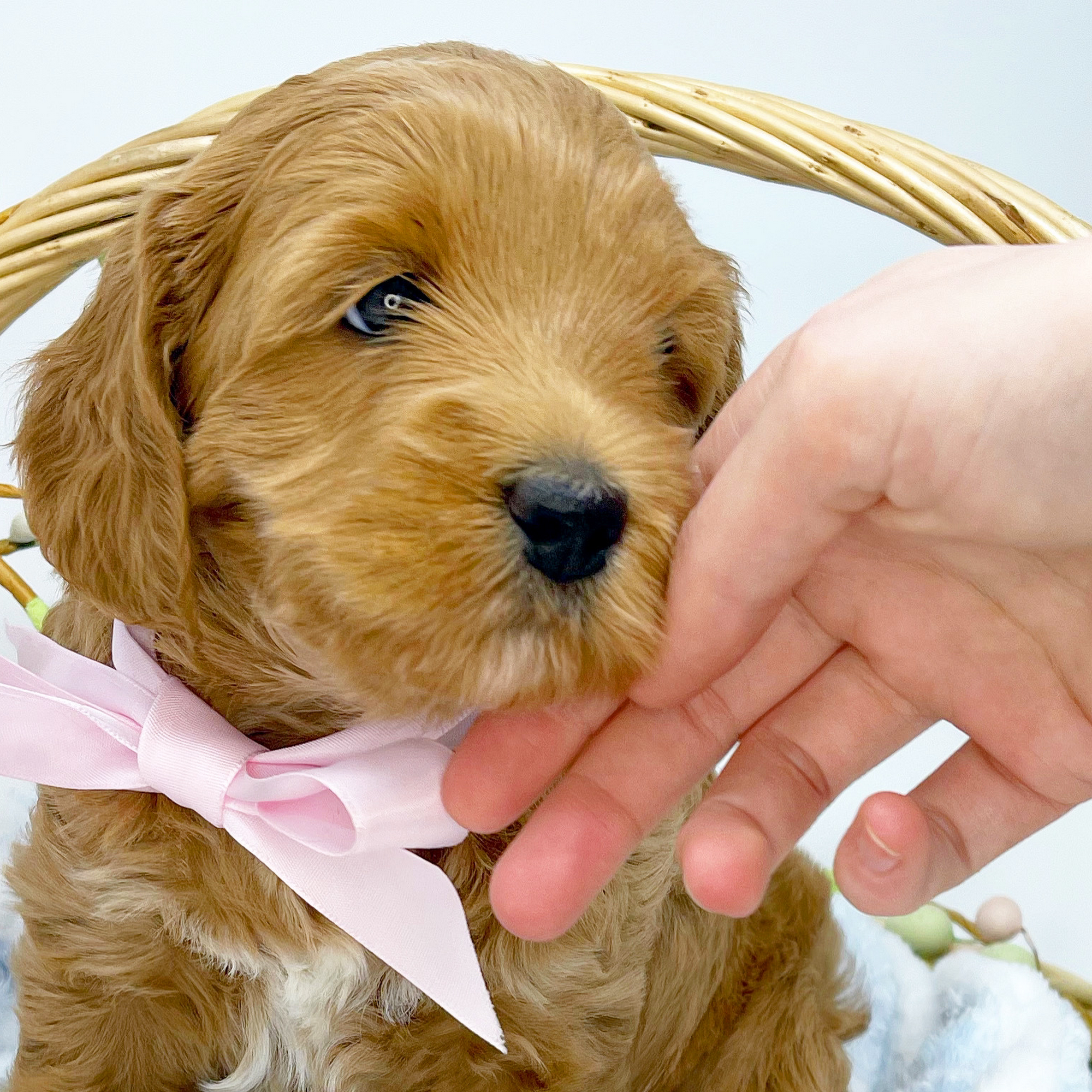 Lupine Lane Labradoodles Klamath Falls