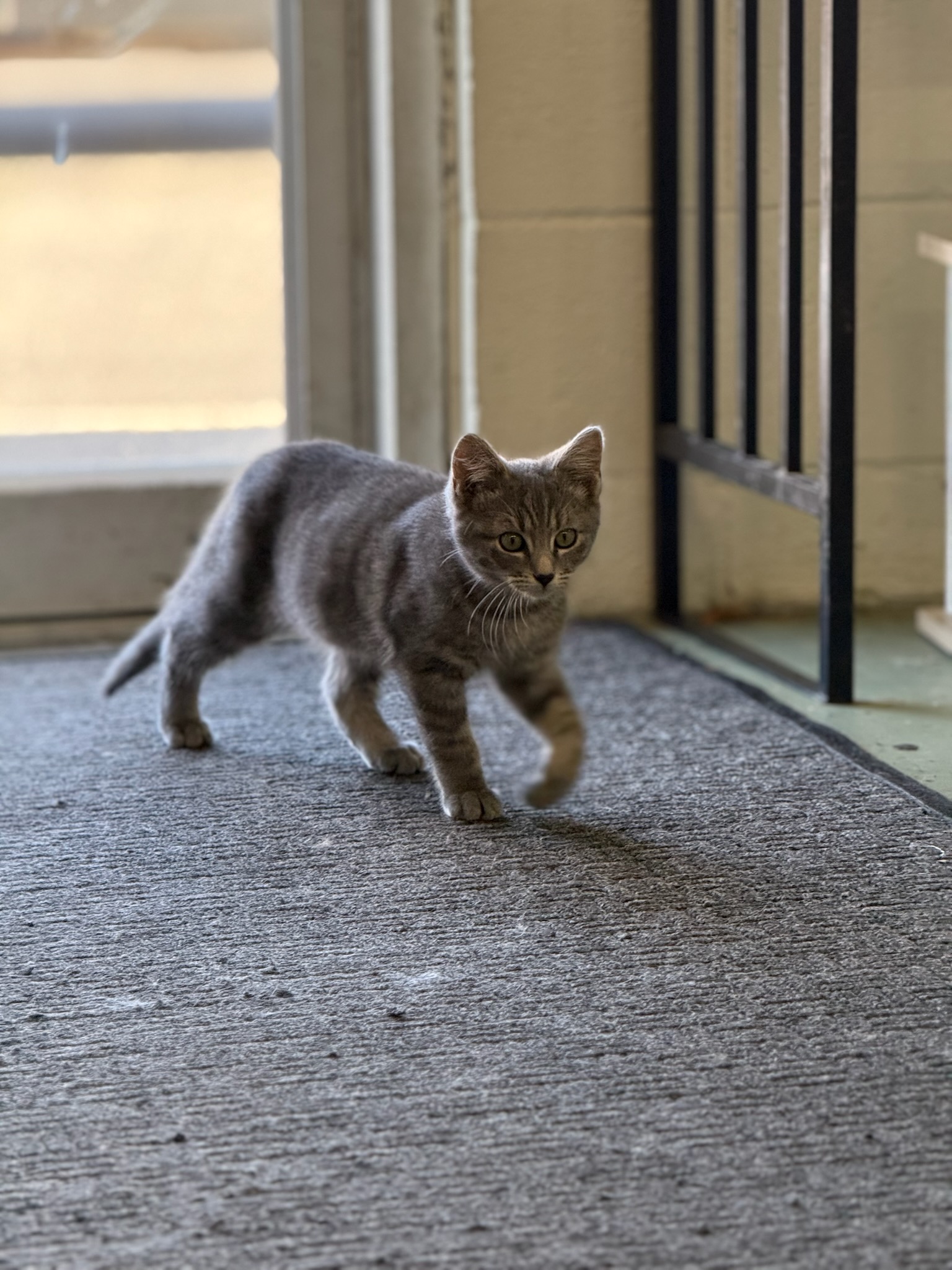 Cherish K9 House Klamath Falls