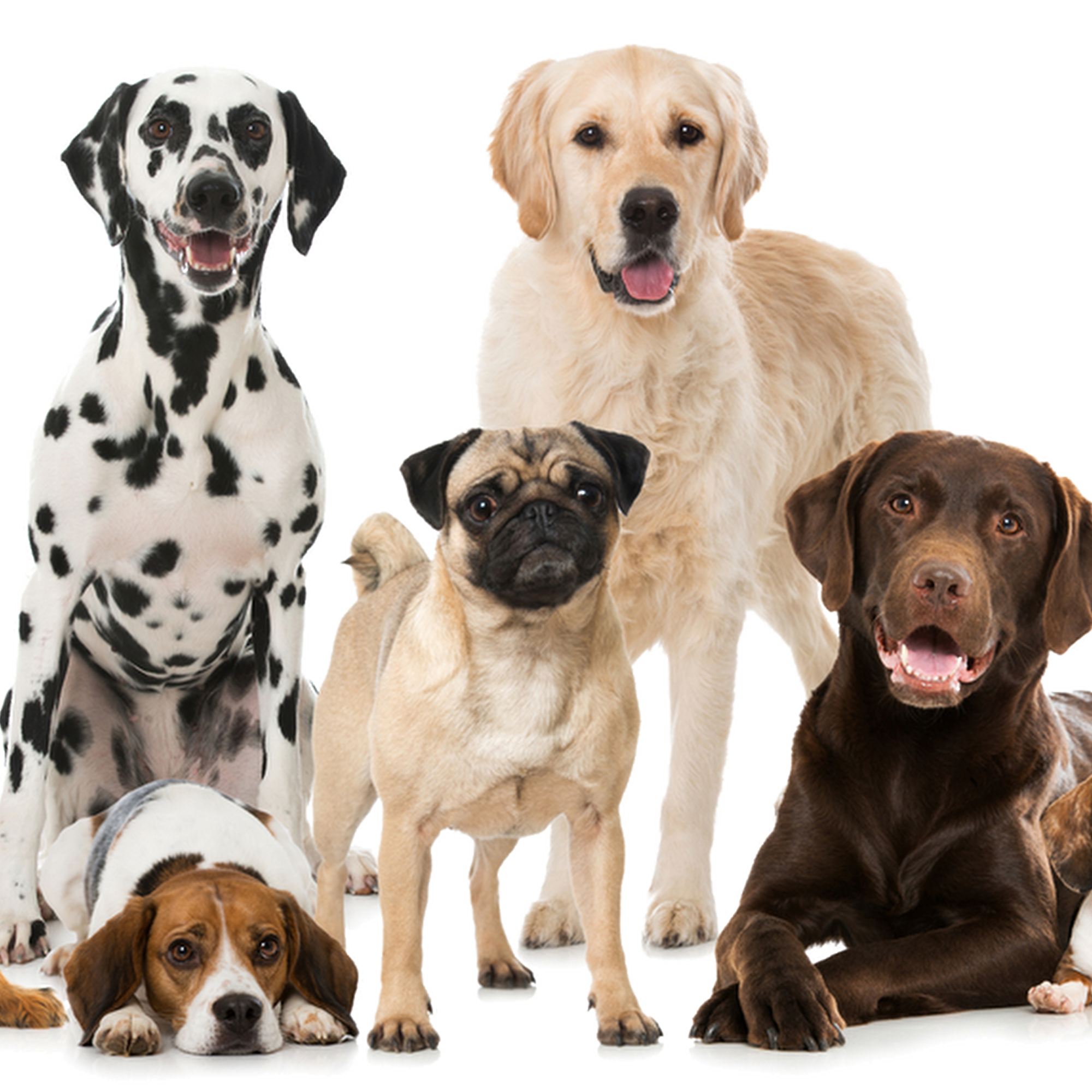 La Pine Animal Hospital Inc La Pine