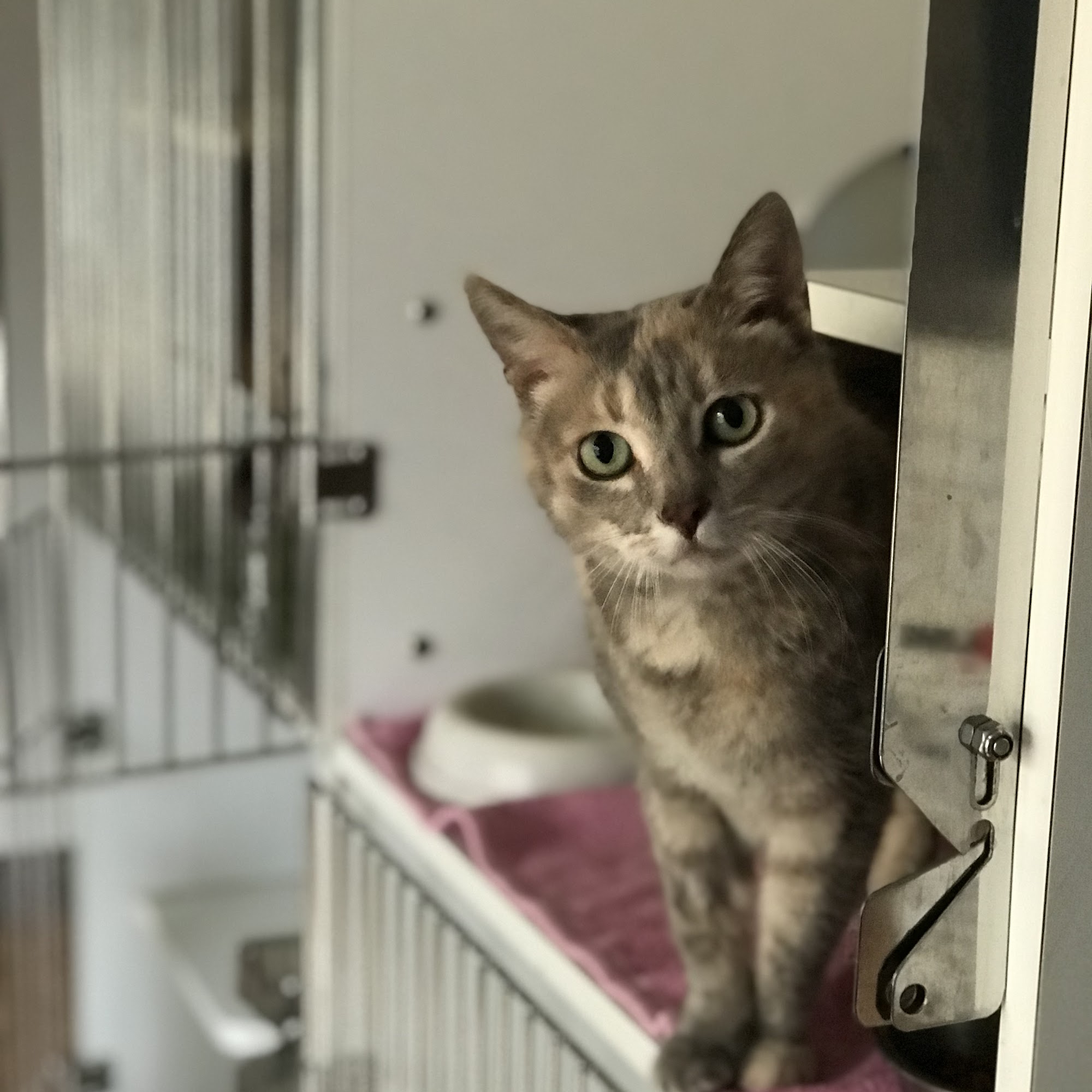 Oswego Veterinary Hospital Lake Oswego