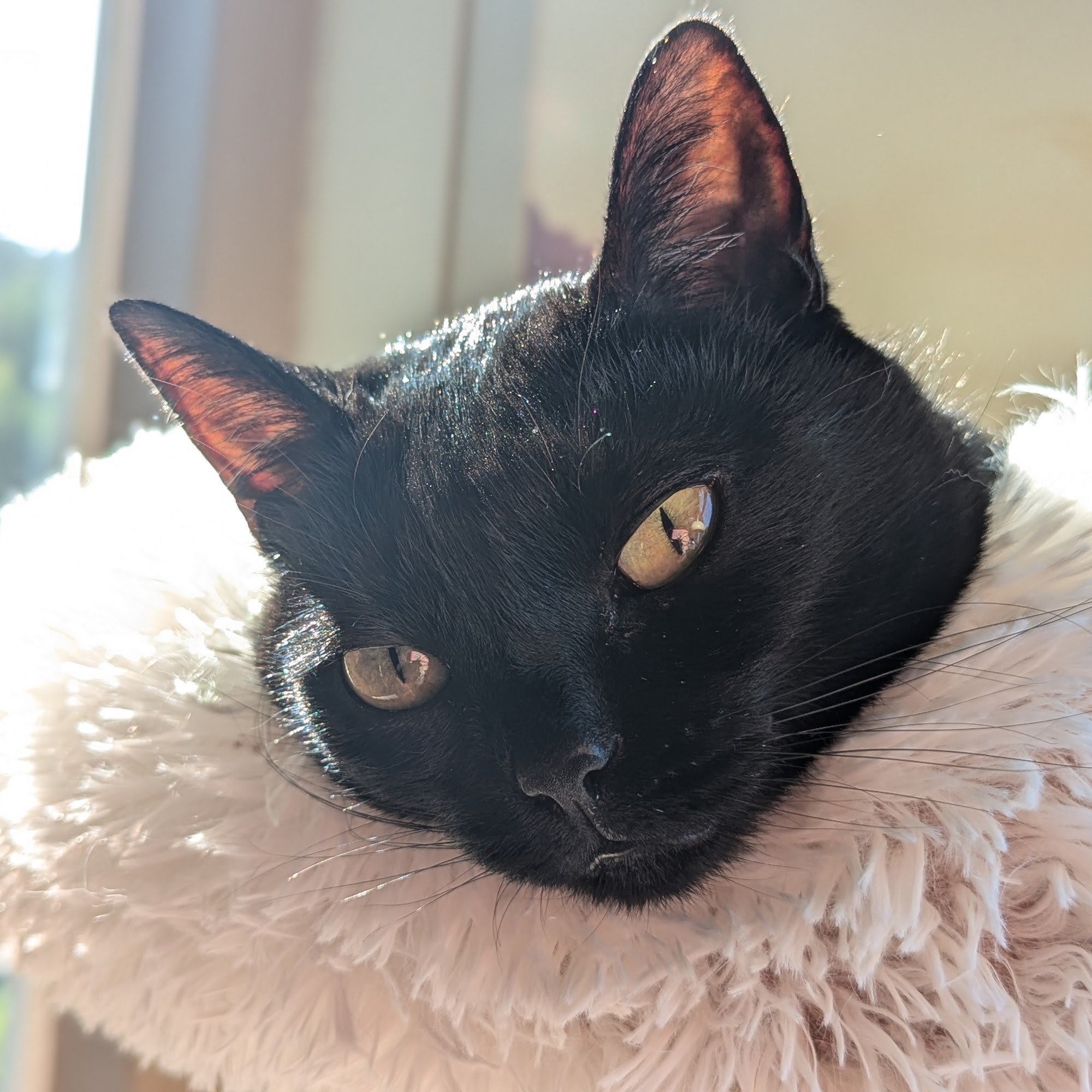 Parkway Veterinary Hospital Lake Oswego