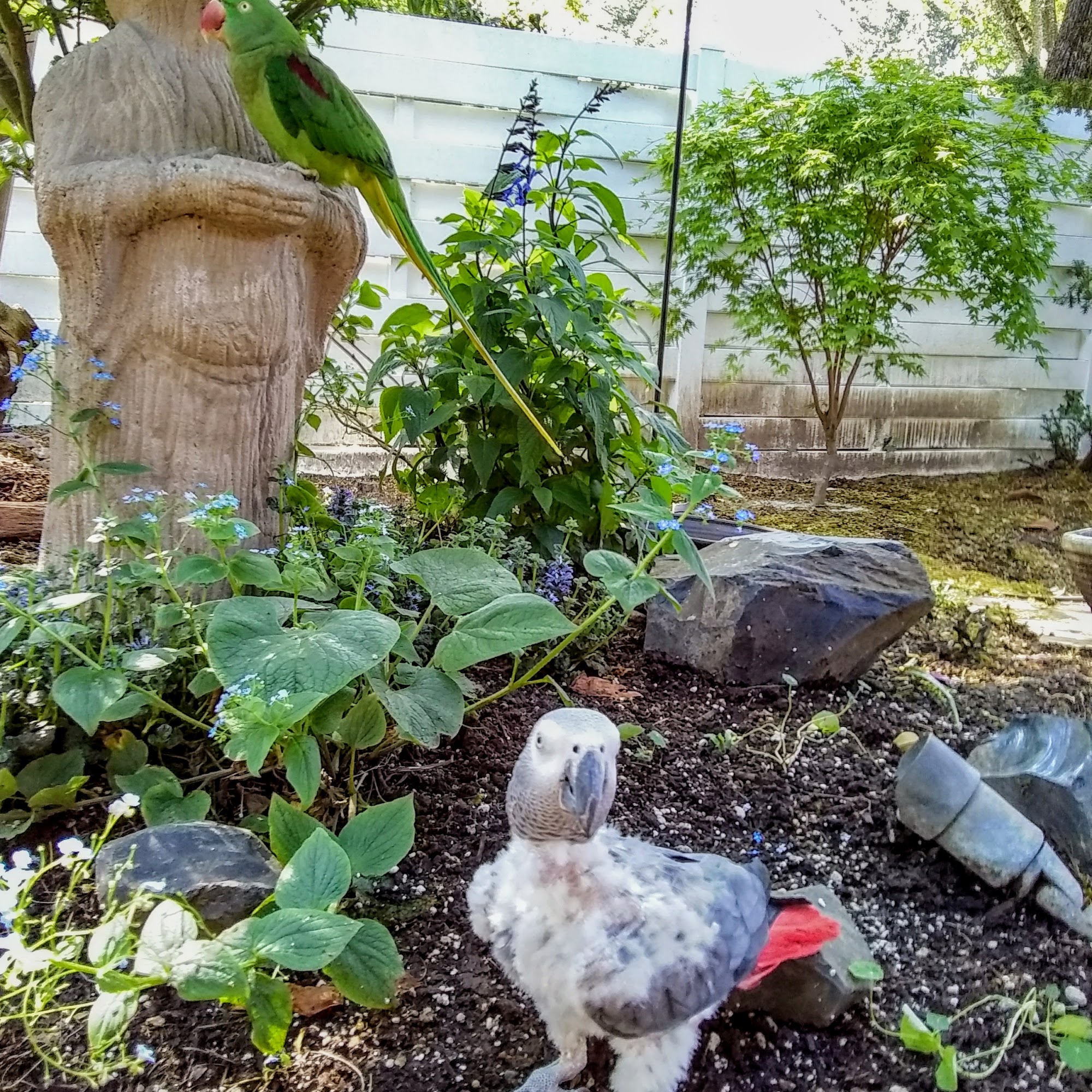 Avian Medical Center Lake Oswego