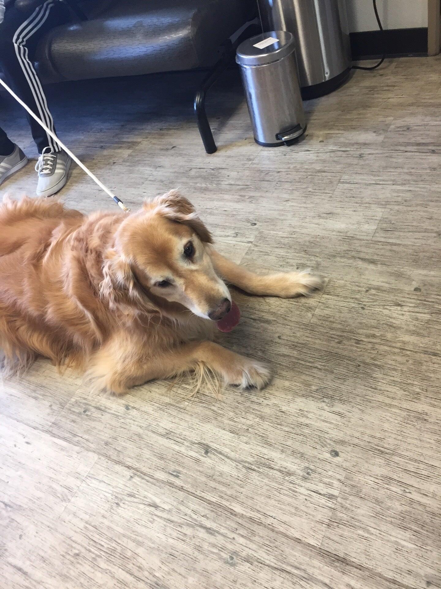 Stephanie Harvey, DVM Lake Oswego