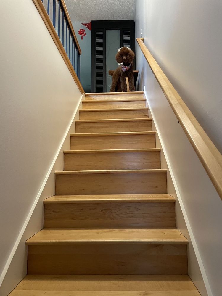 Joyful Pet Grooming Lake Oswego