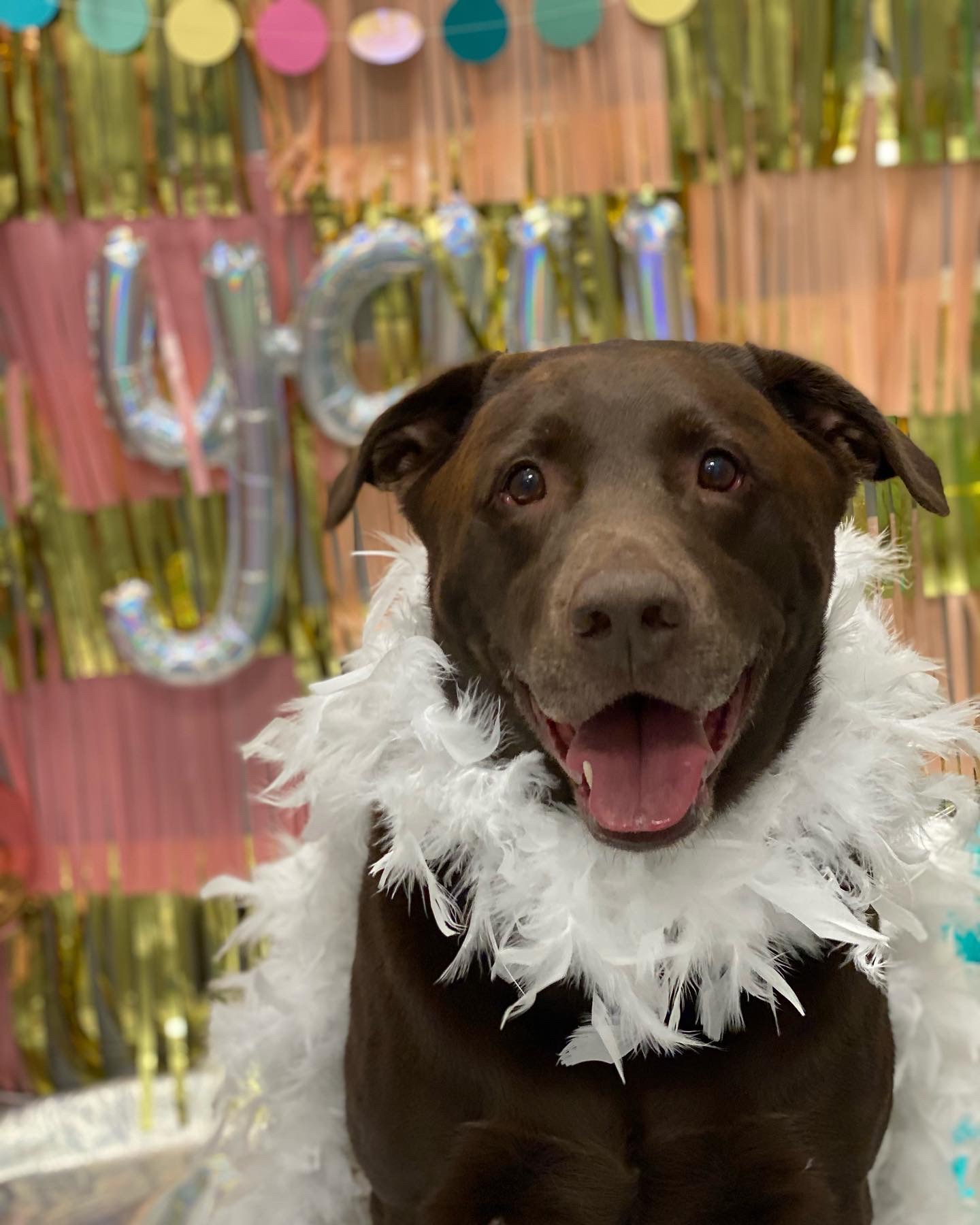 Dogtopia of Lake Oswego Lake Oswego