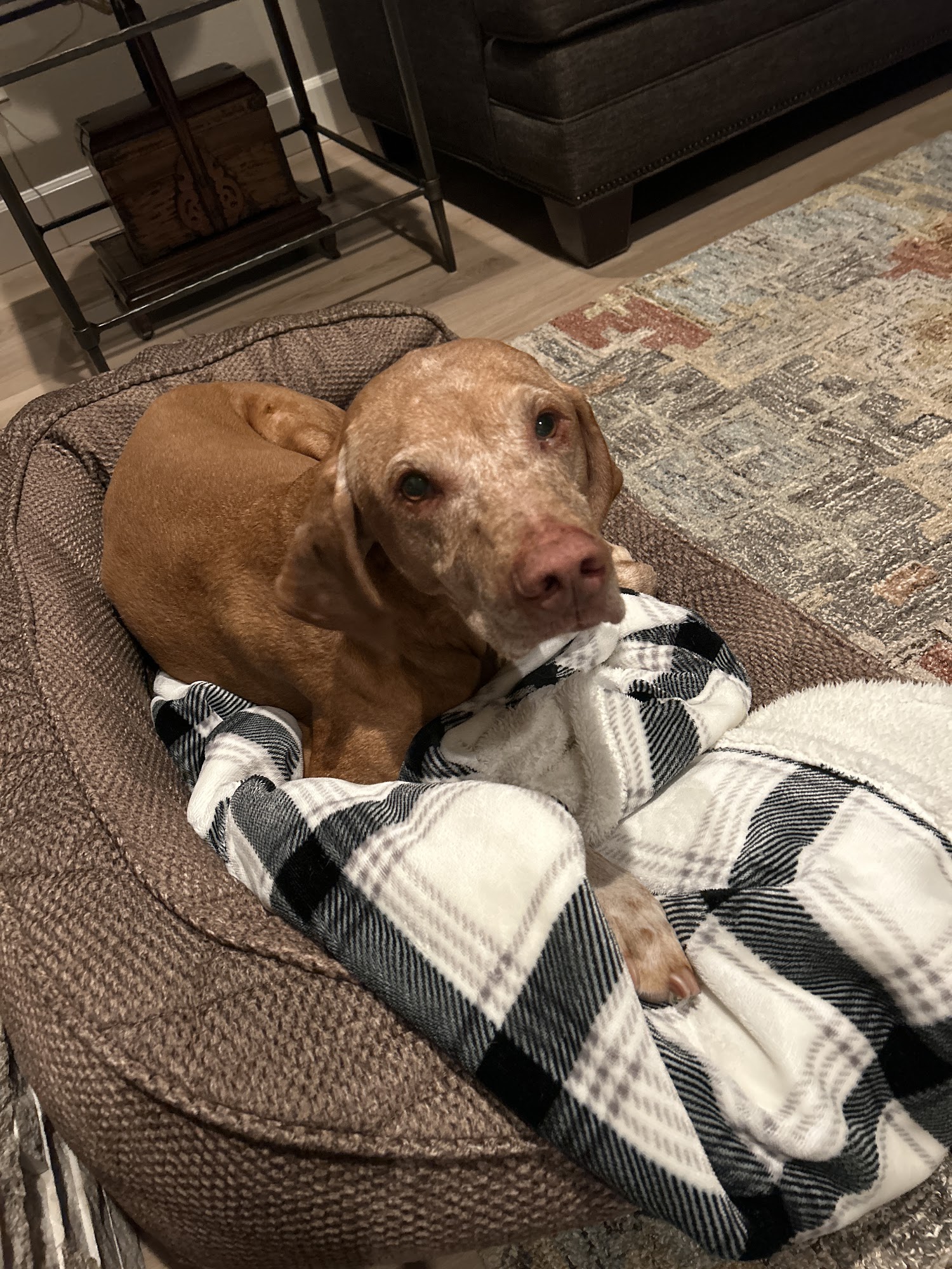 Pet Evolution of Lake Oswego, OR - Grooming | Self-Wash | Healthy Food