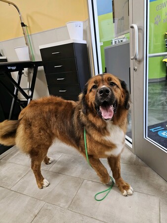 Pet Evolution of Lake Oswego, OR - Grooming | Self-Wash | Healthy Food