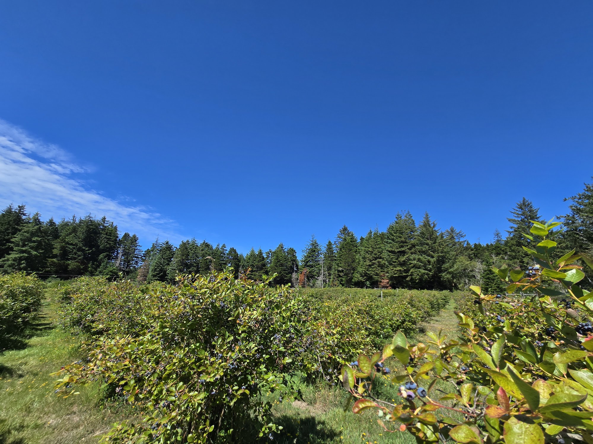 Jensen Blueberries Langlois