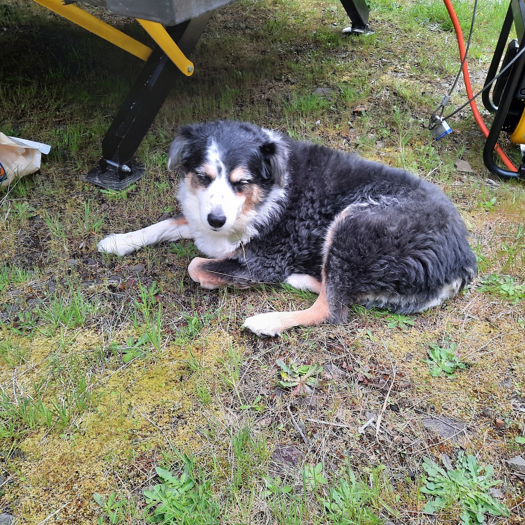 Judy's Pet Grooming - Dog grooming Lebanon