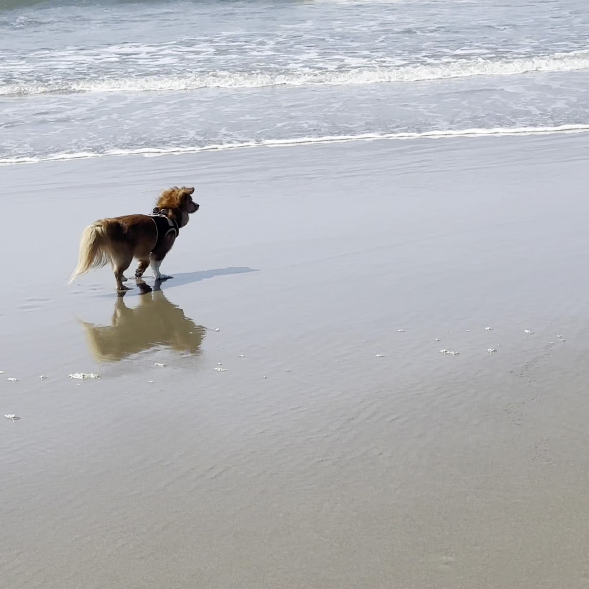 Lincoln City Animal Clinic Lincoln City