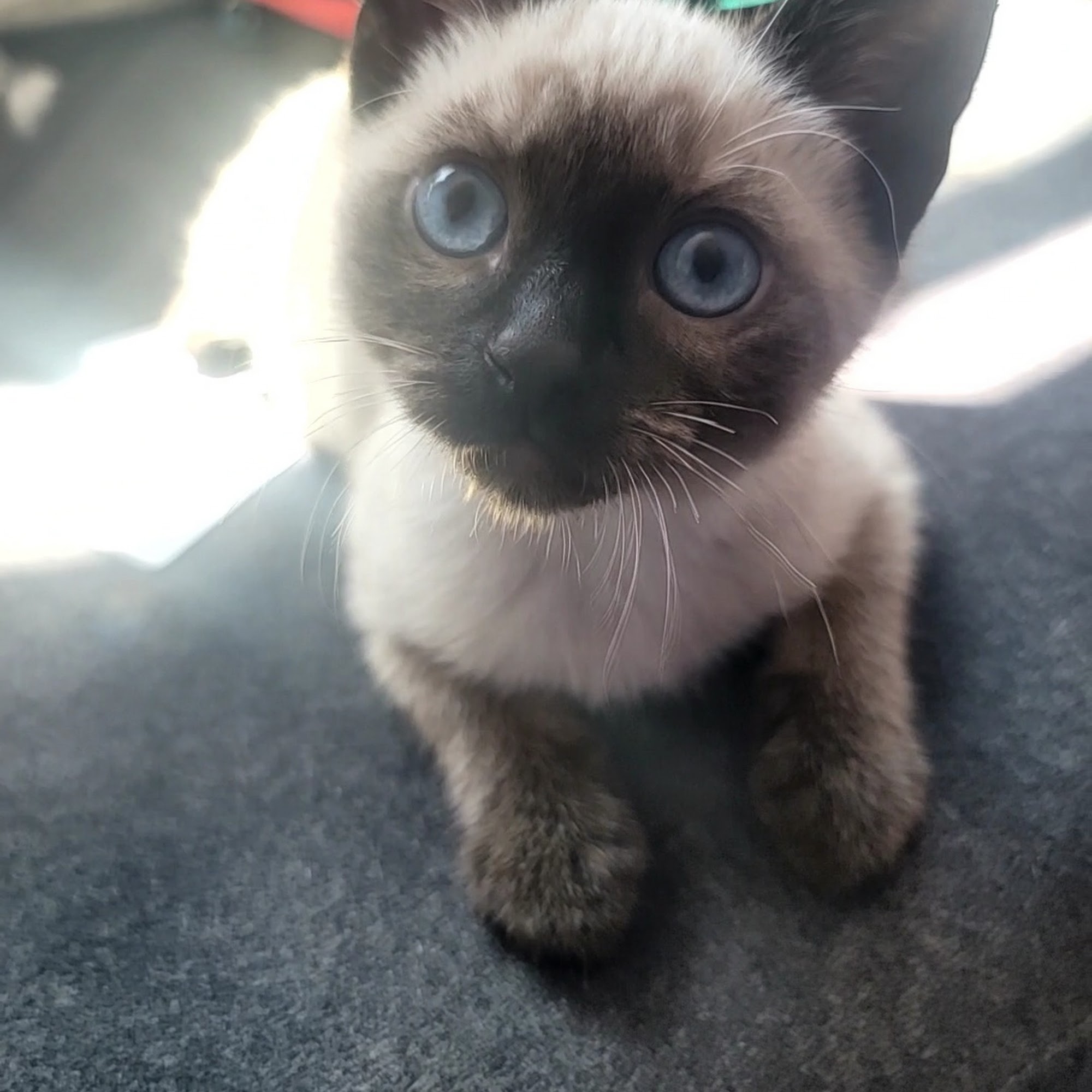 Oceanlake Veterinary Clinic Lincoln City