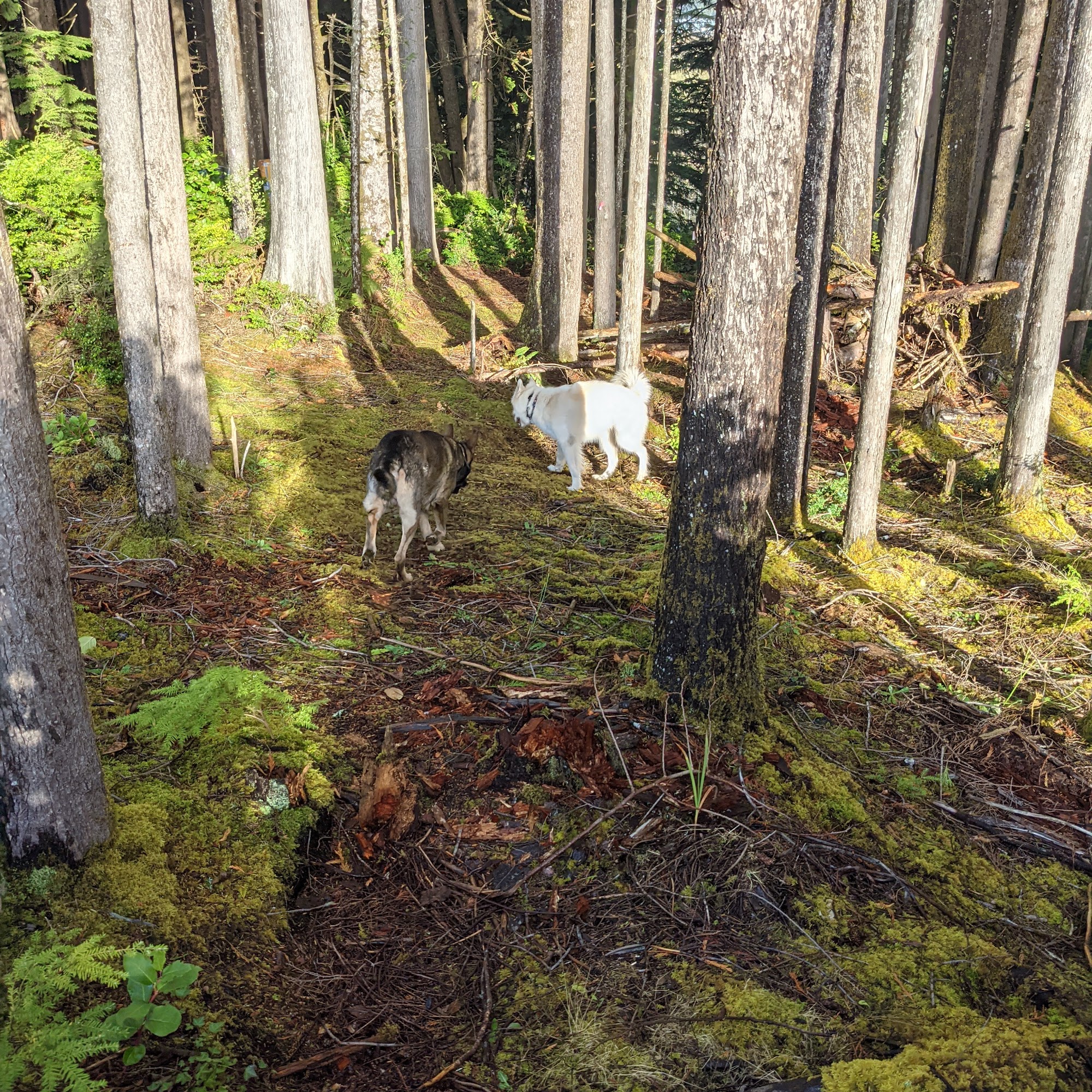 Oceanlake Veterinary Clinic: Malter Jennifer A DVM Lincoln City