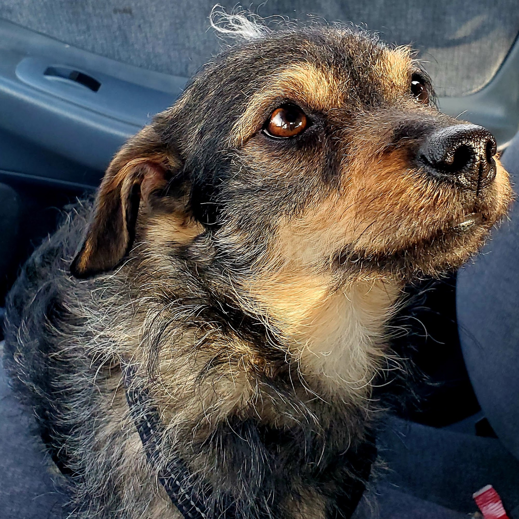 Cascade East Veterinary Clinic Madras