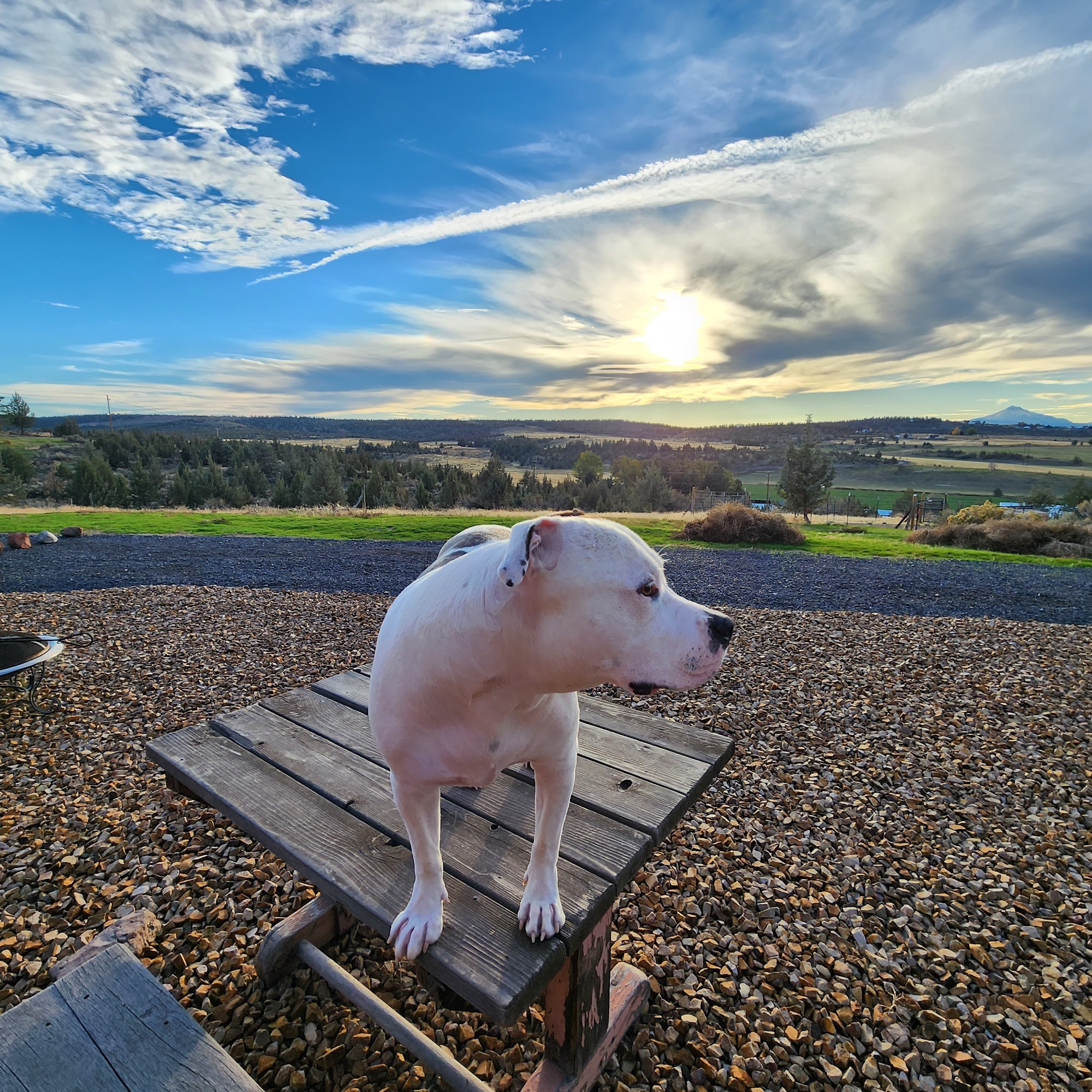 Madras Animal Hospital Madras