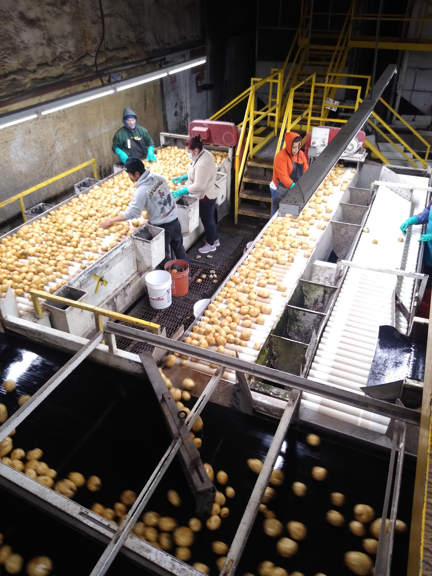 Gold Dust & Walker Farms Malin