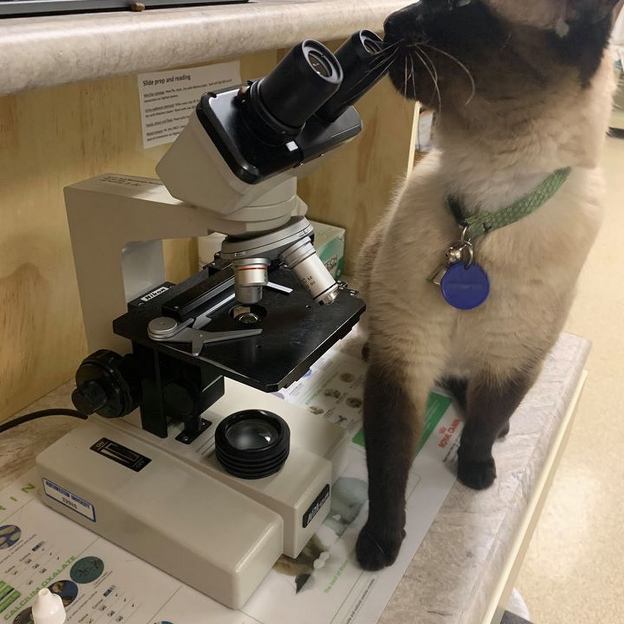 Third Street Veterinary Hospital McMinnville