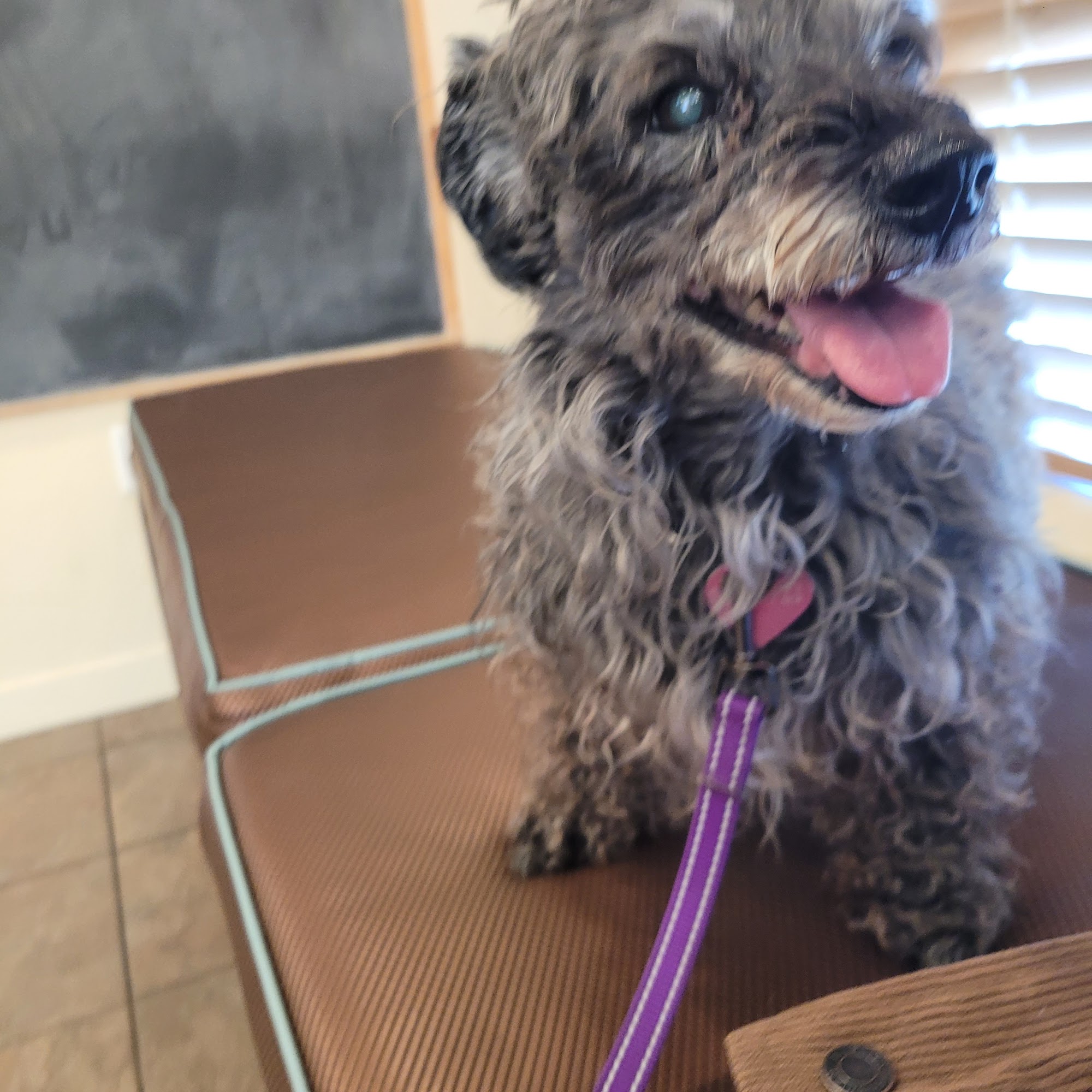 Companion Pet Clinic McMinnville McMinnville