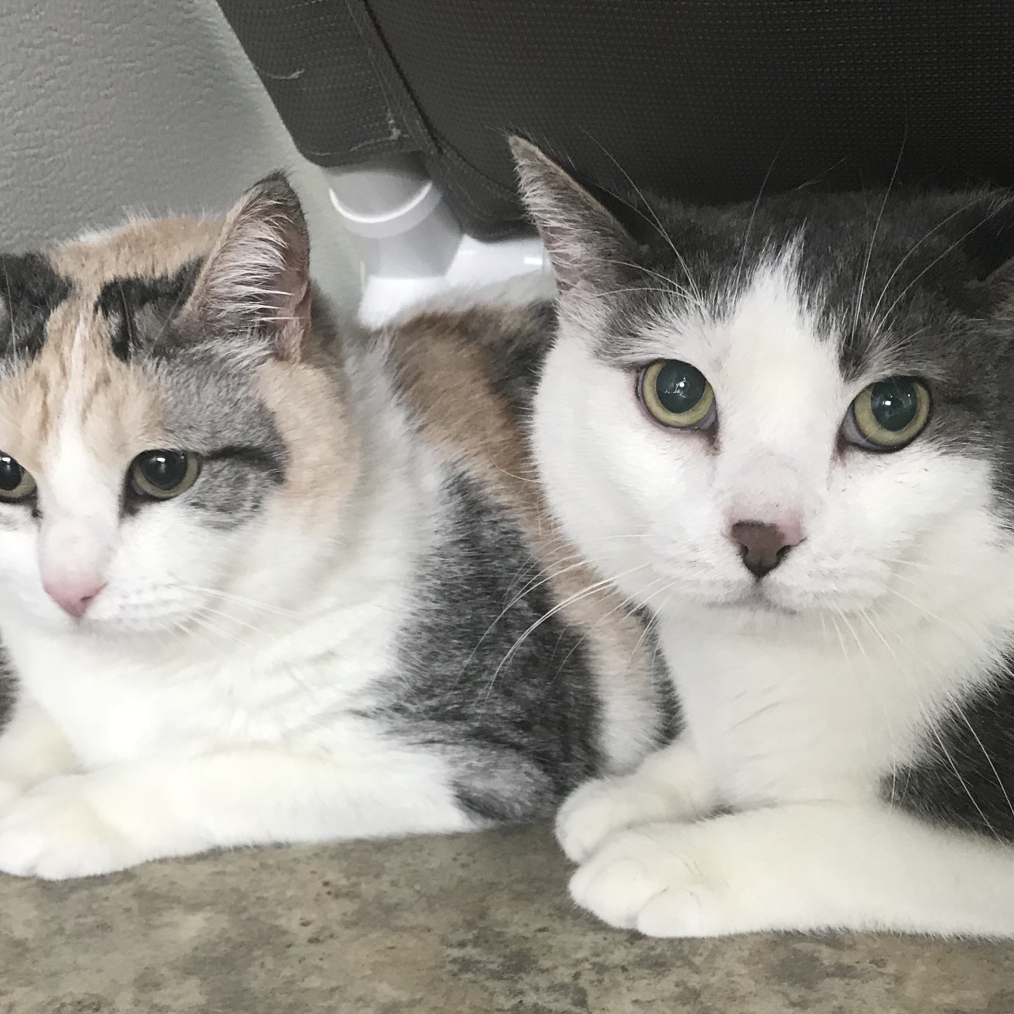 Homeward Bound Pets McMinnville