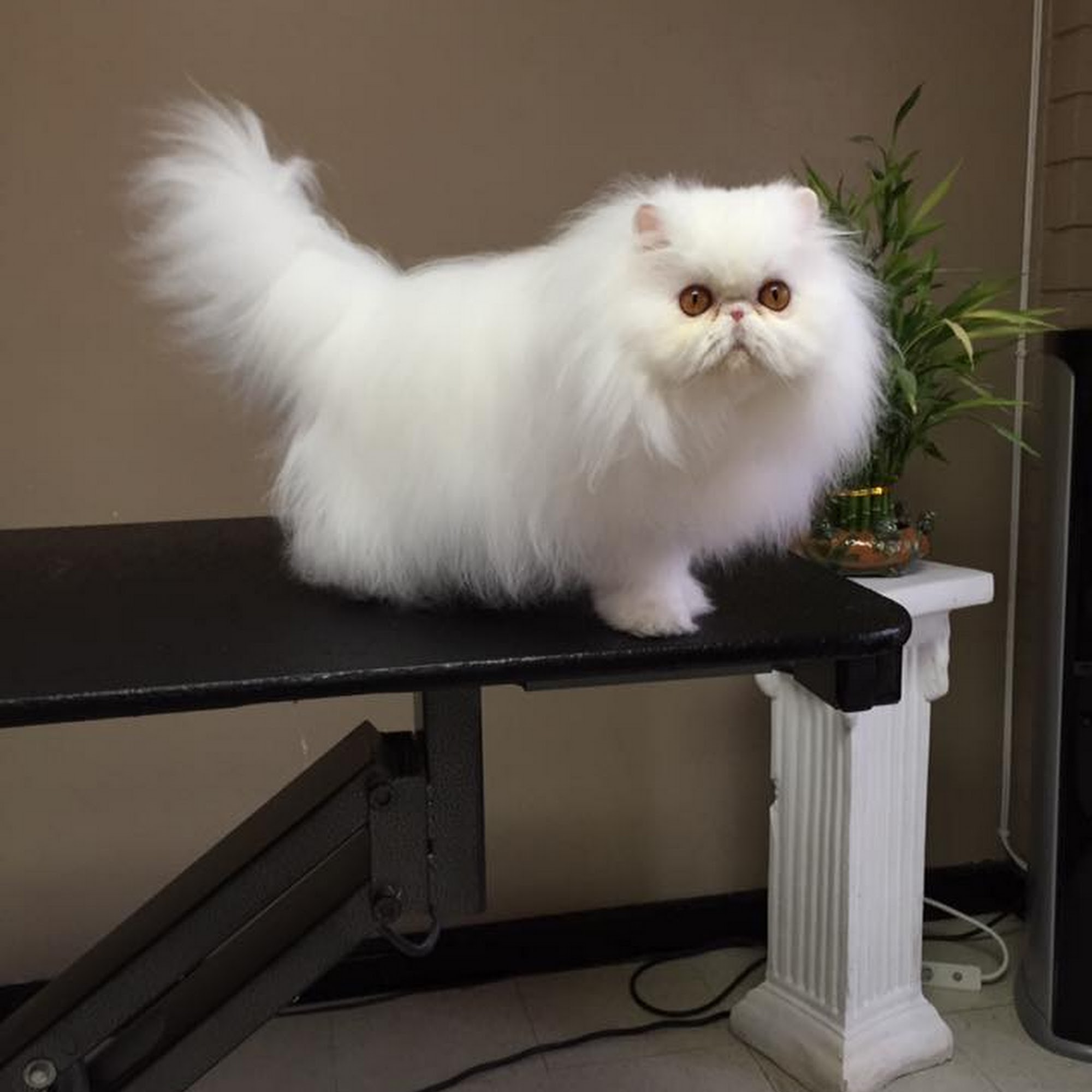 The Groomery Medford